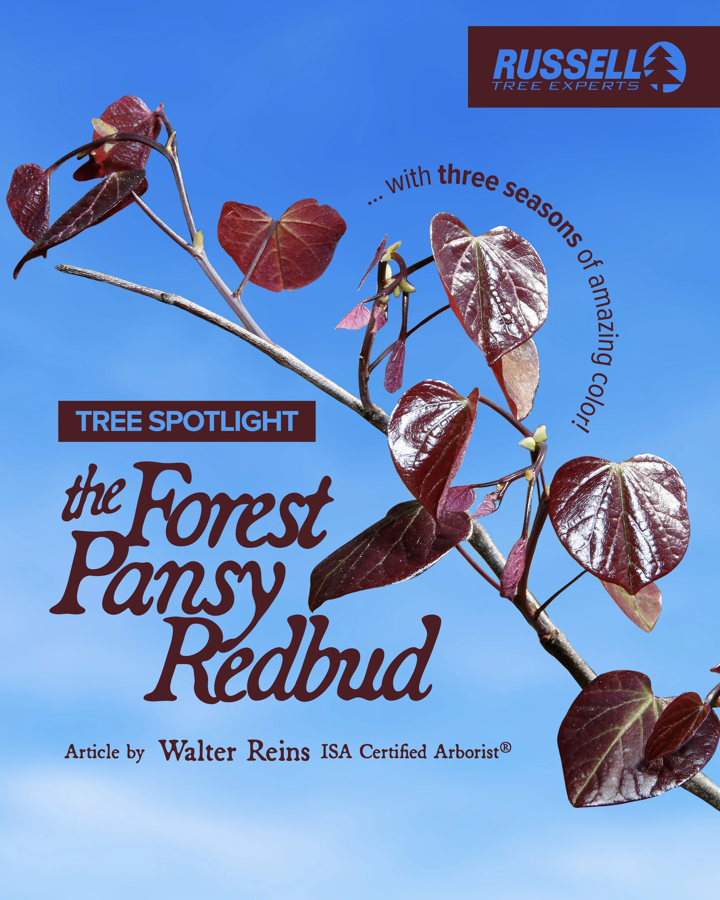 The Forest Pansy Redbud!