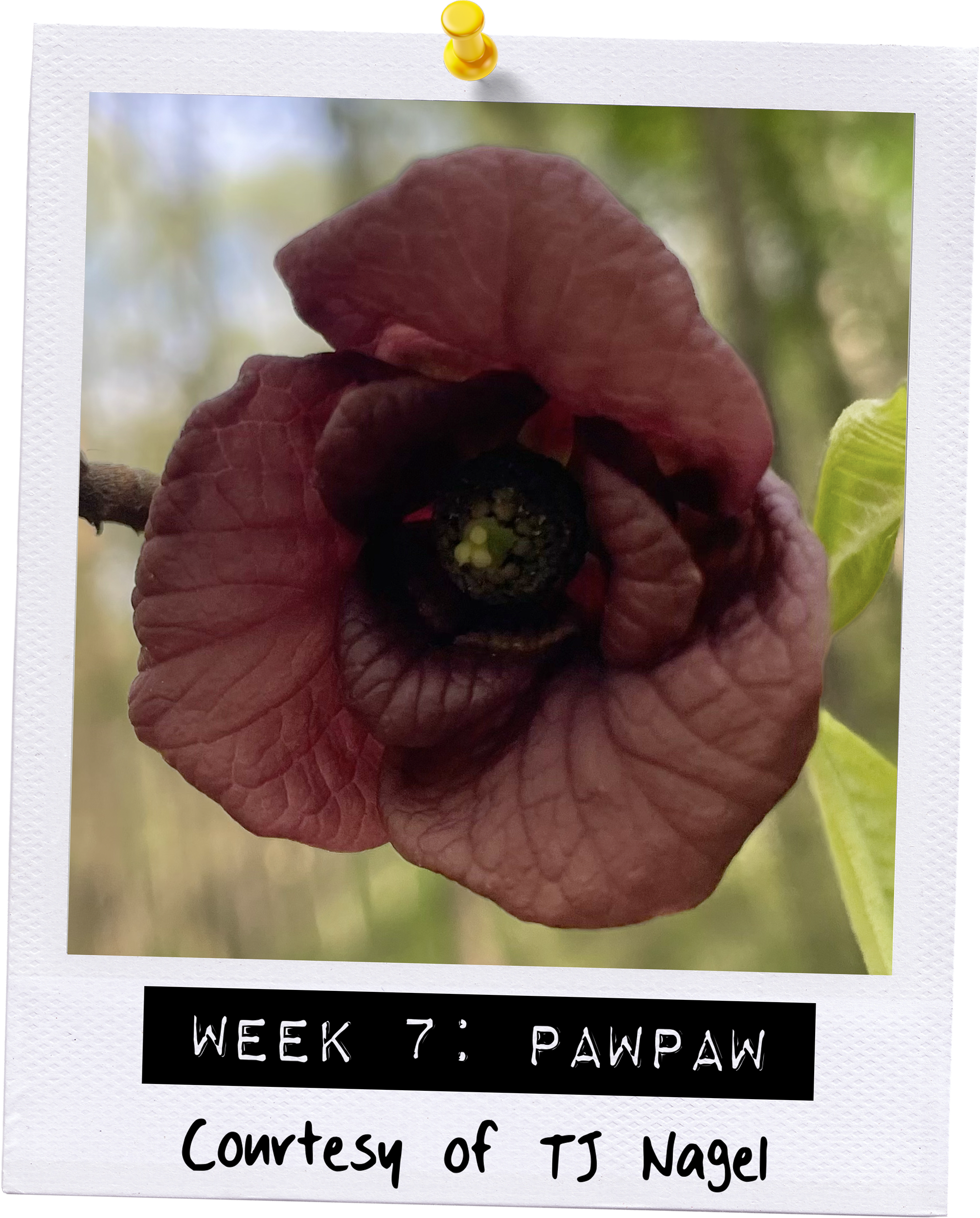 40x40-blooms-wk7-poloroid.png