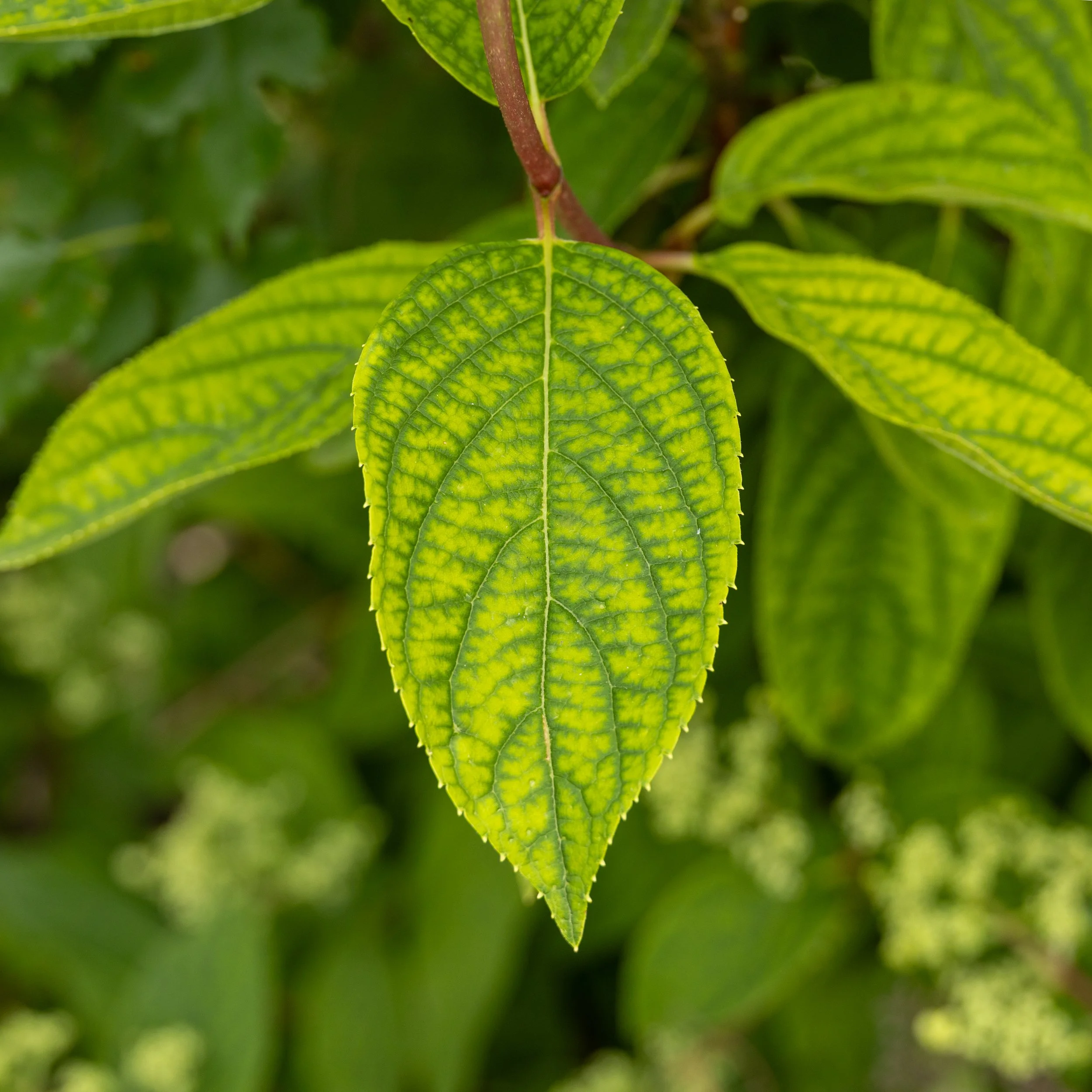 © Russell Tree Experts