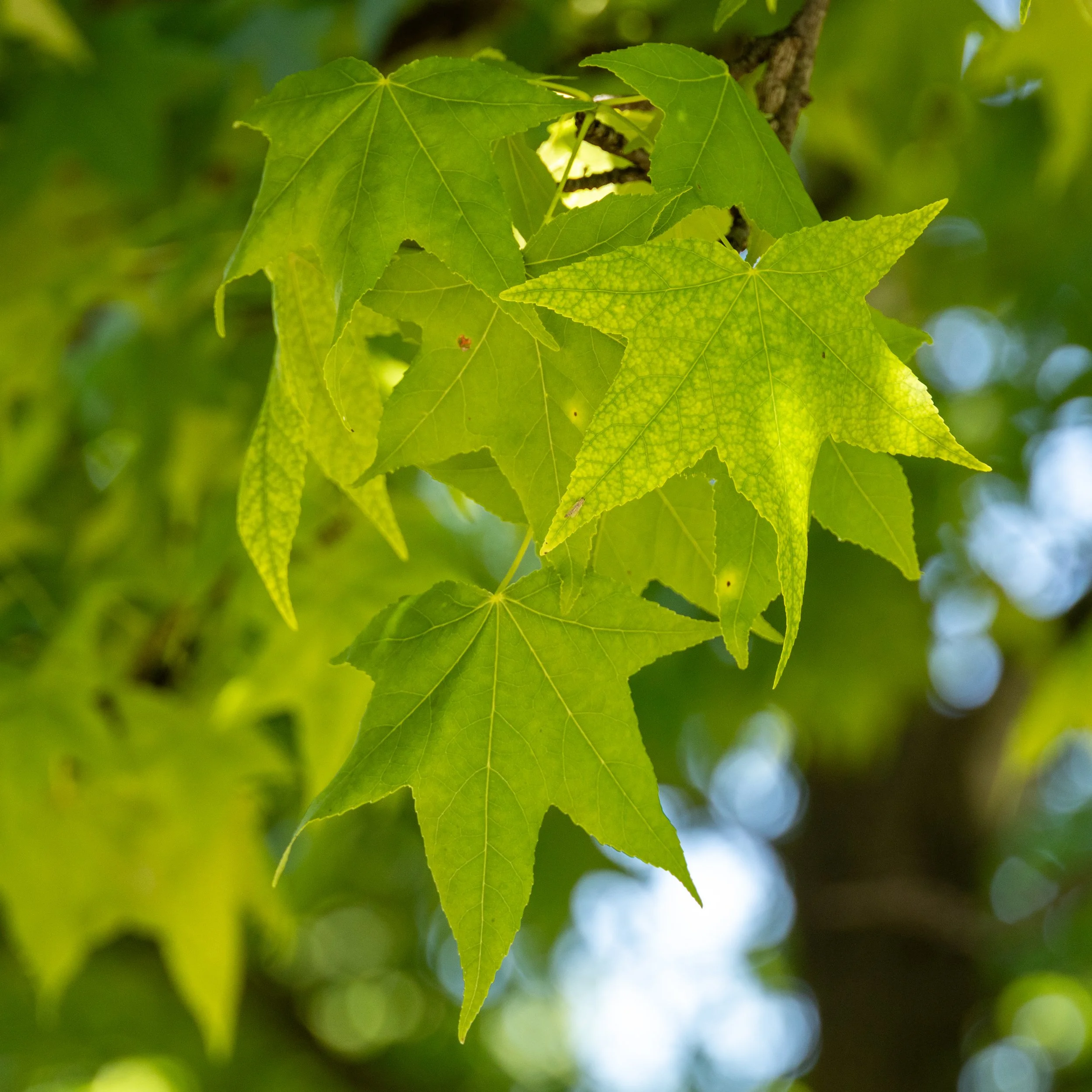 © Russell Tree Experts