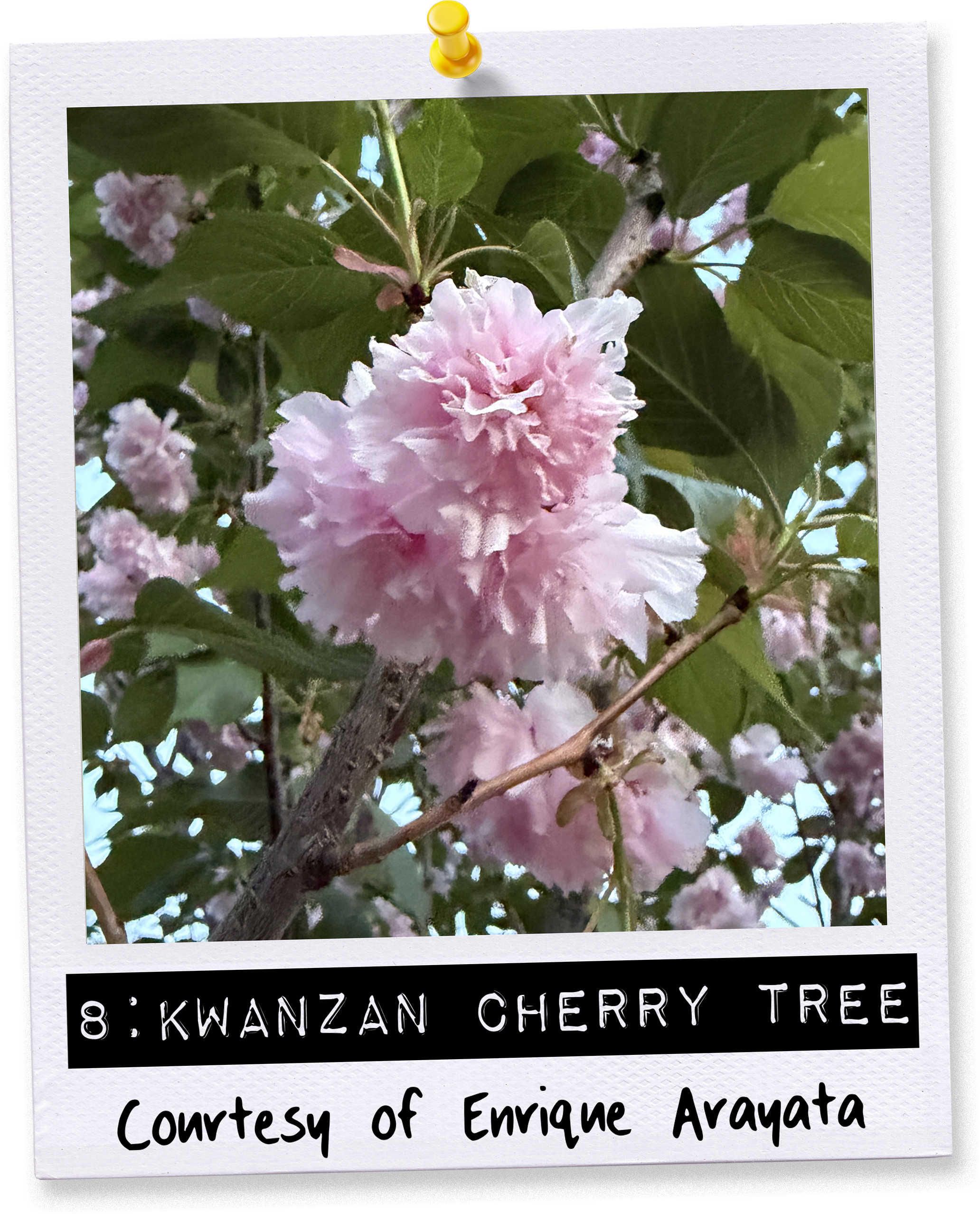 wk8-poloroid.png
