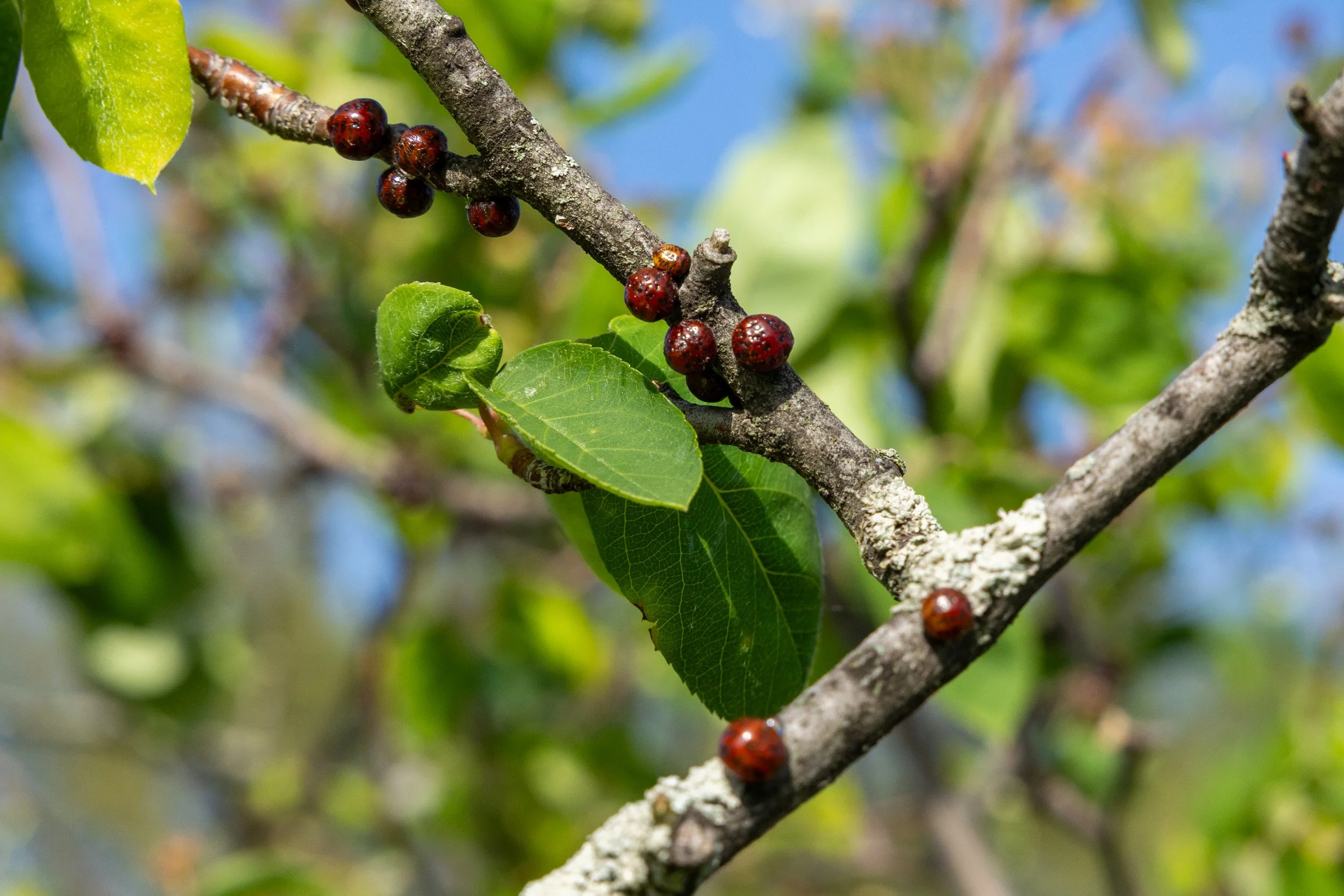 Lecanium scale © Russell Tree Experts