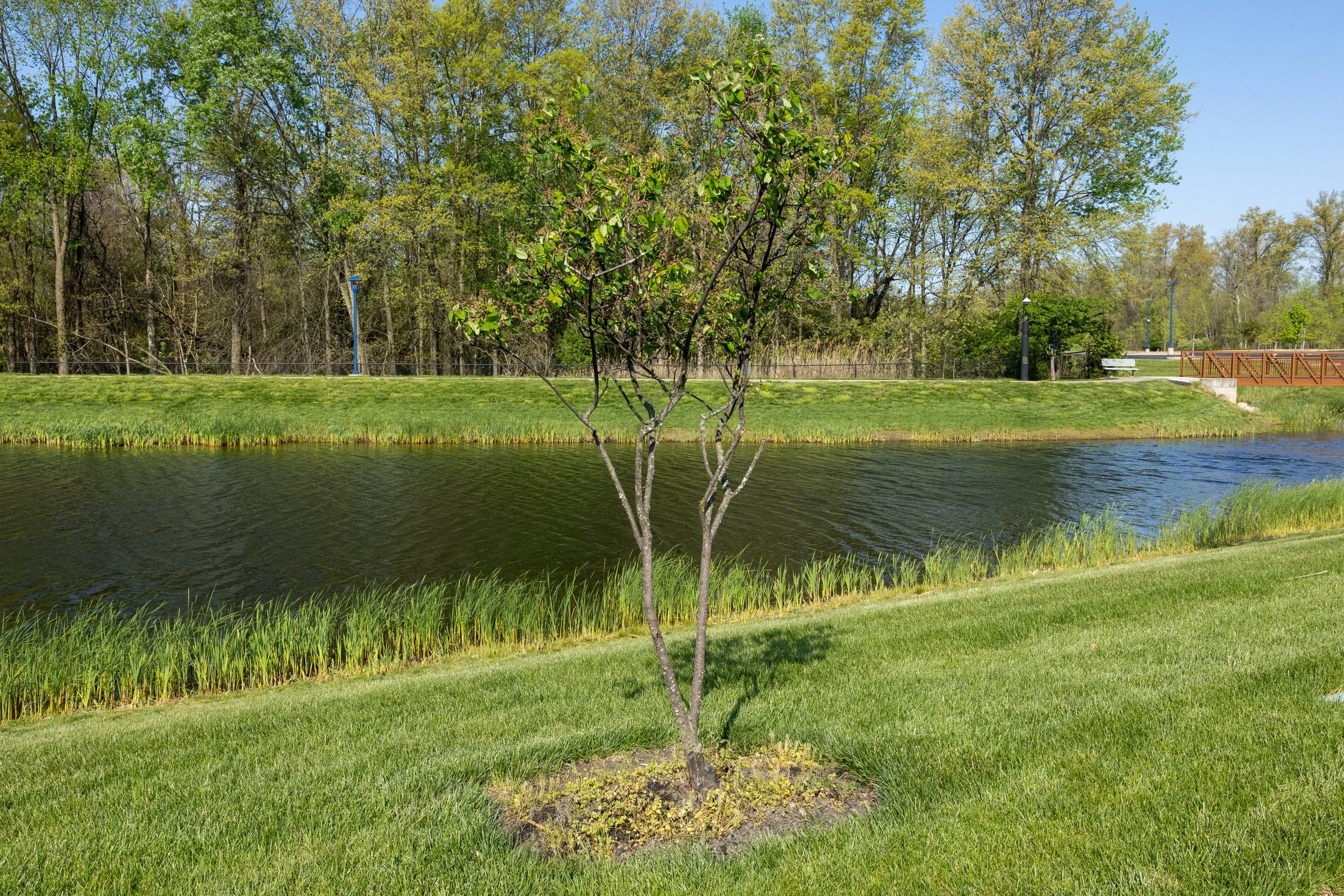 Lecanium scale © Russell Tree Experts
