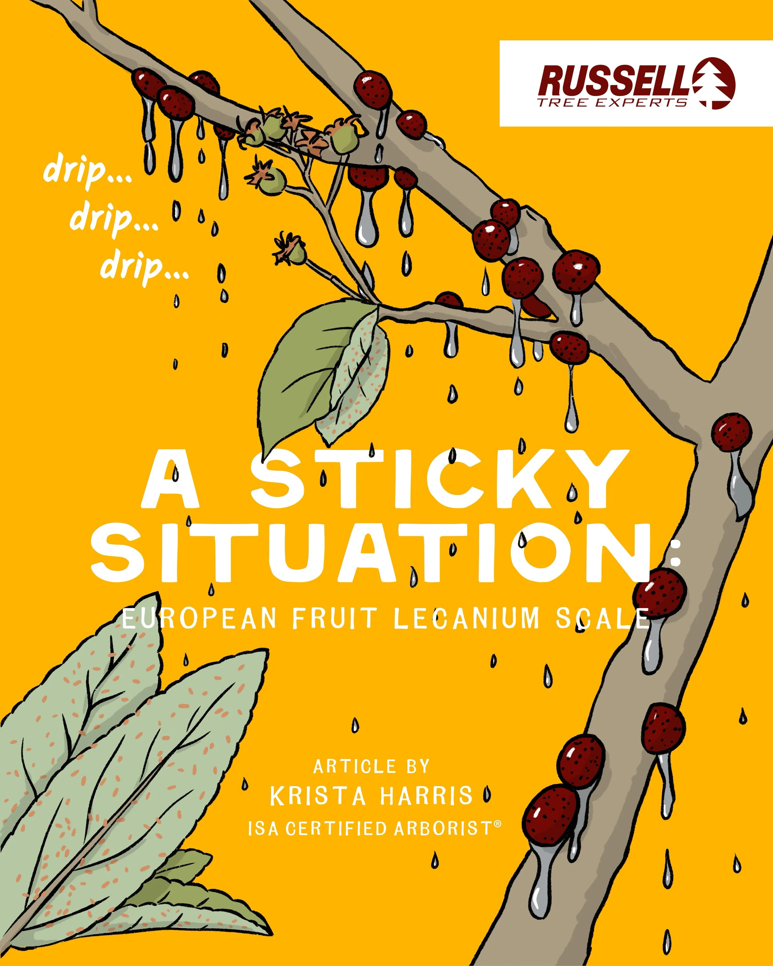 A Sticky Situation European Fruit Lecanium Scale by Krista Harris.jpg