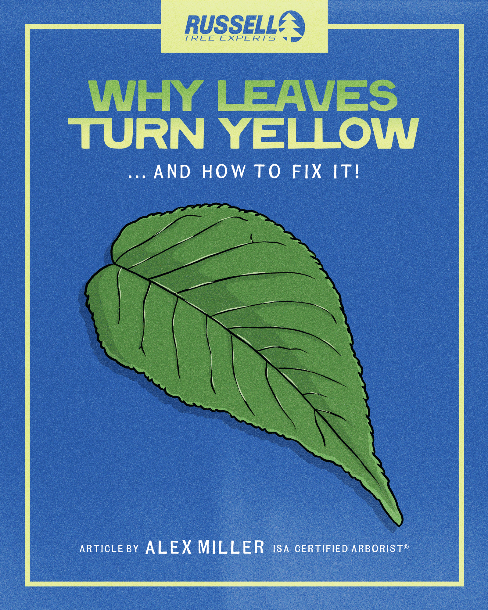 Why Leaves Turn Yellow by Alex Miller.gif