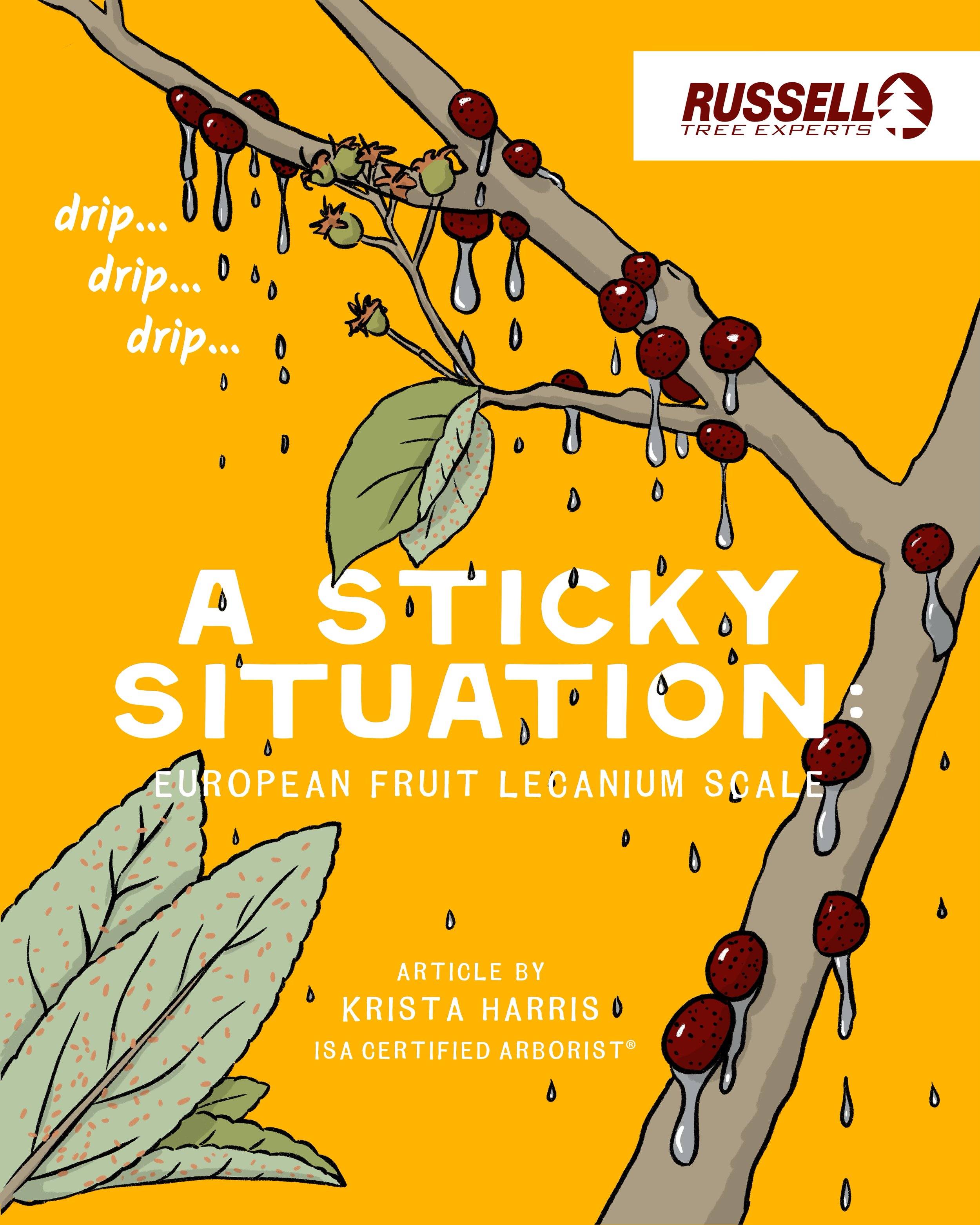 A Sticky Situation European Fruit Lecanium Scale by Krista Harris.jpg