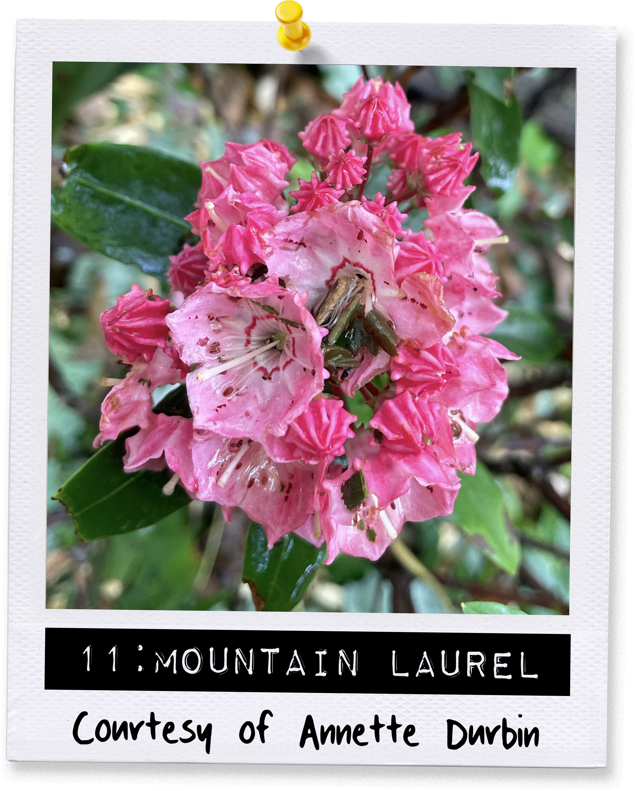 40x40-blooms-wk11.png