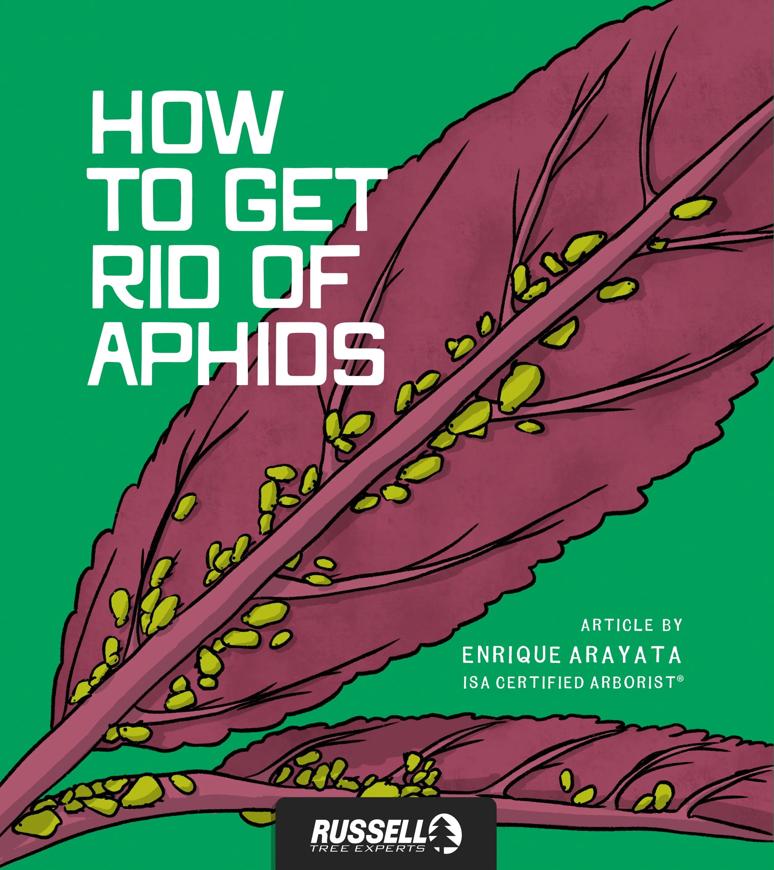 How to Get Rid of Aphids!