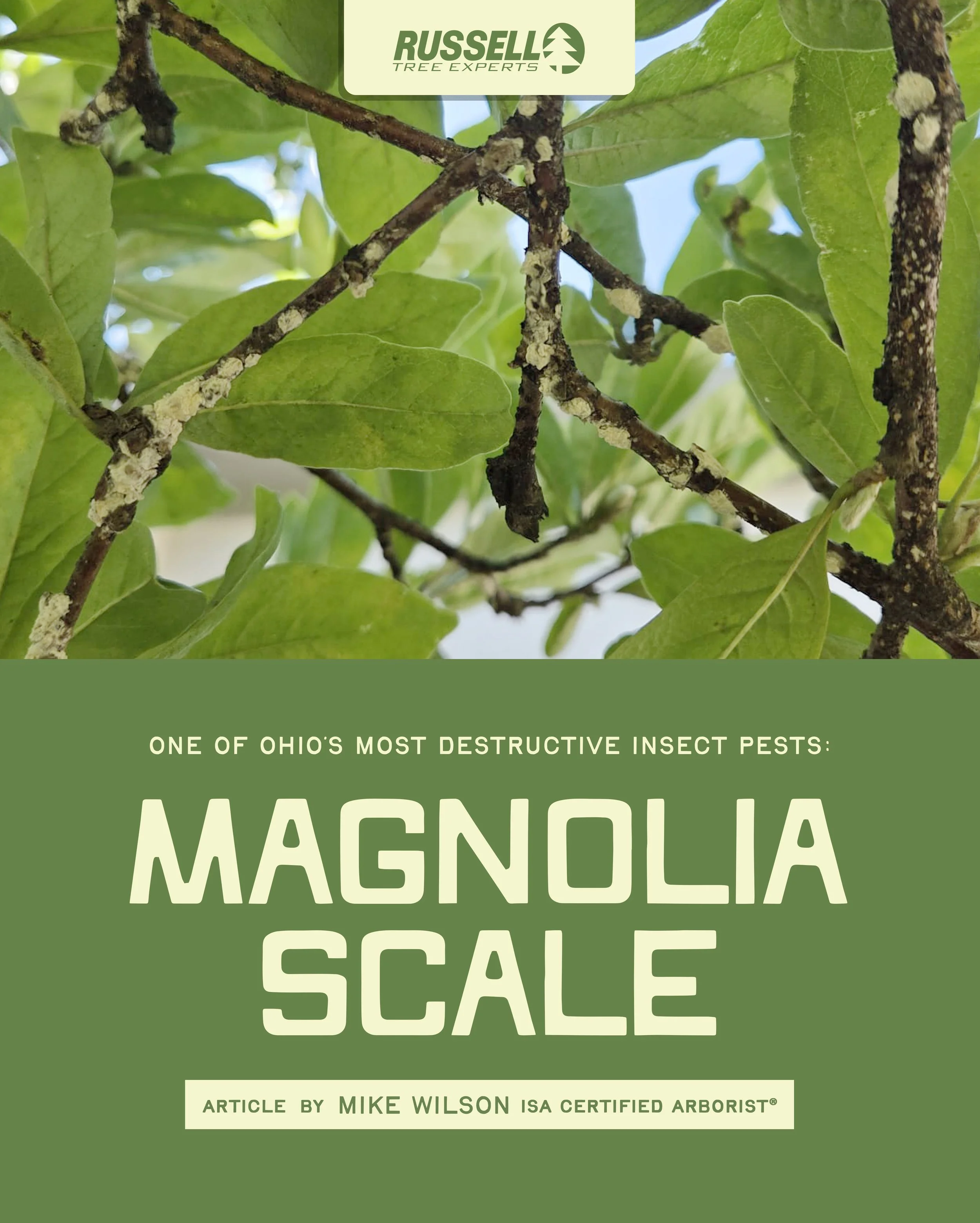 Magnolia scale