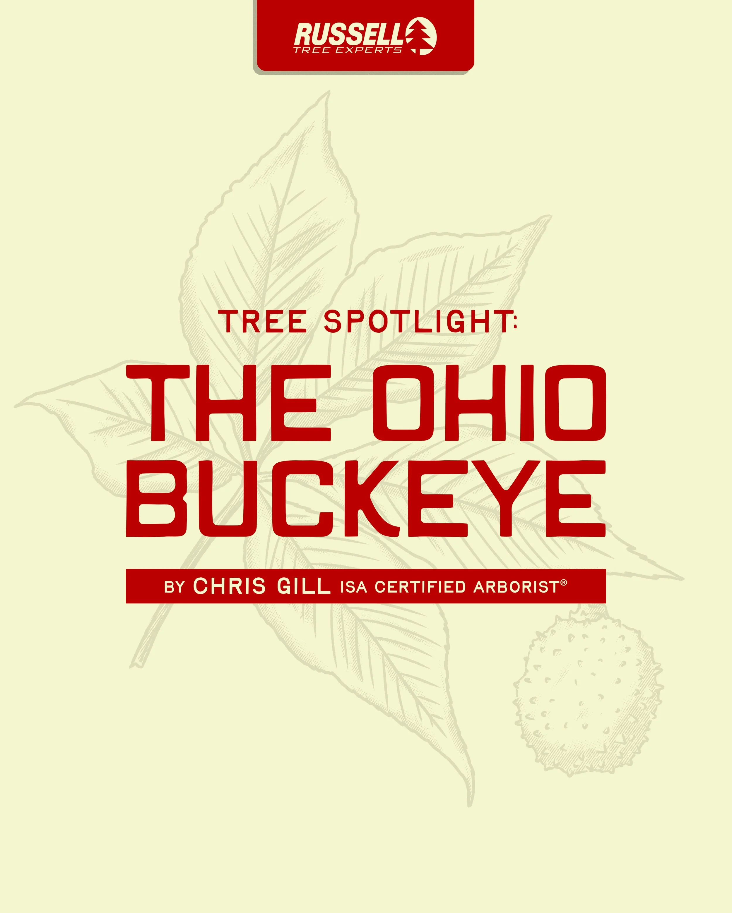 Tree Spotlight: The Ohio Buckeye