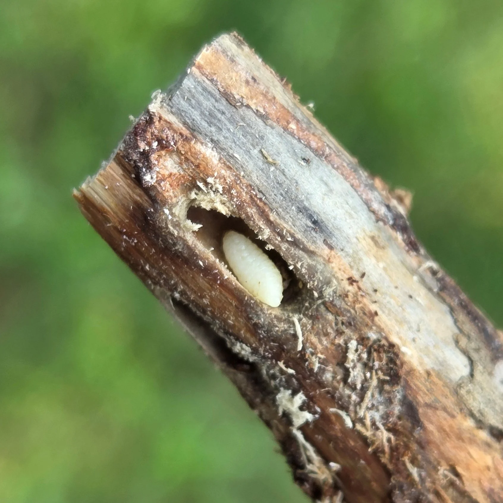 [Fig. 2] White Pine Weevil Larvae in Pupation Chamber