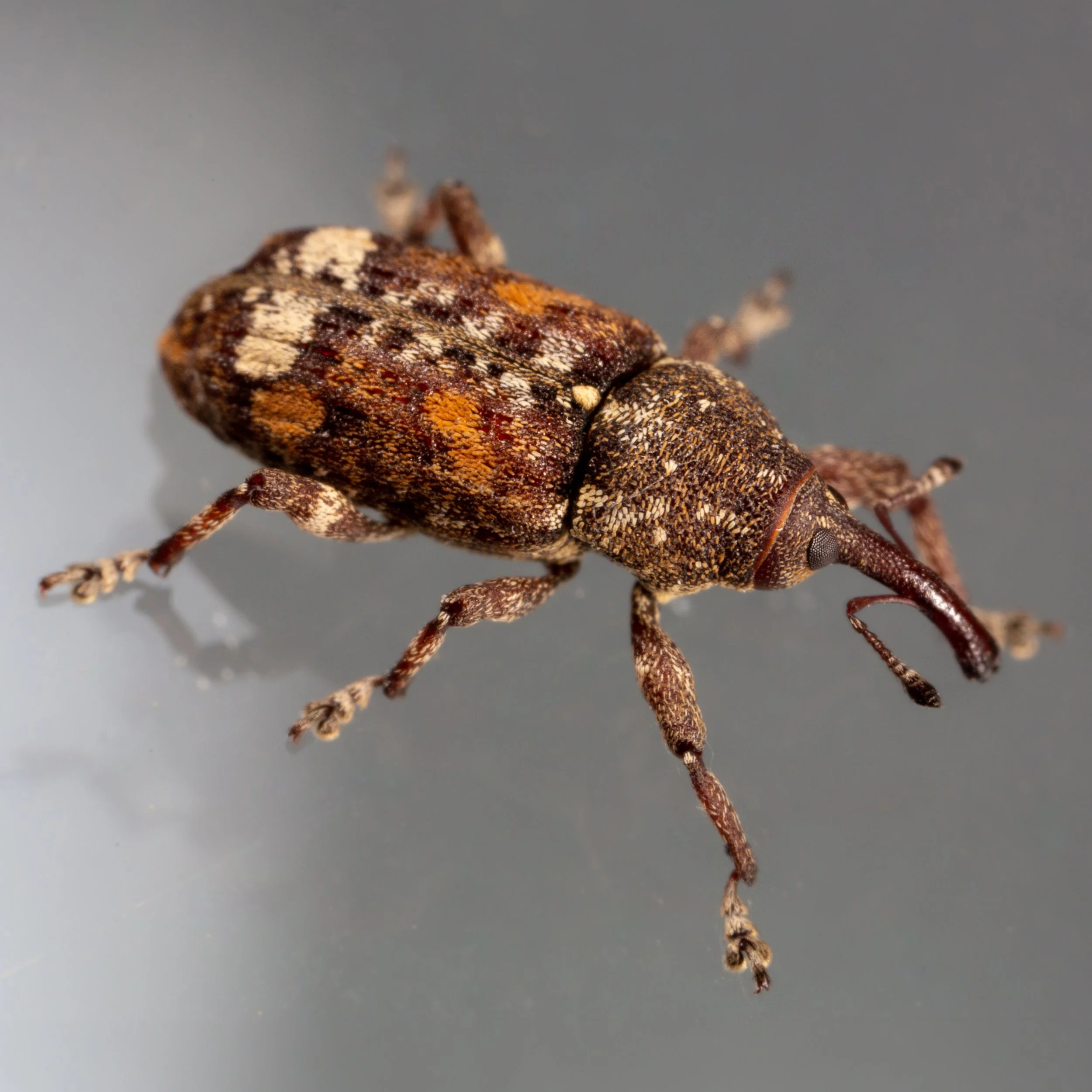 [Fig .1] Adult Female White Pine Weevil