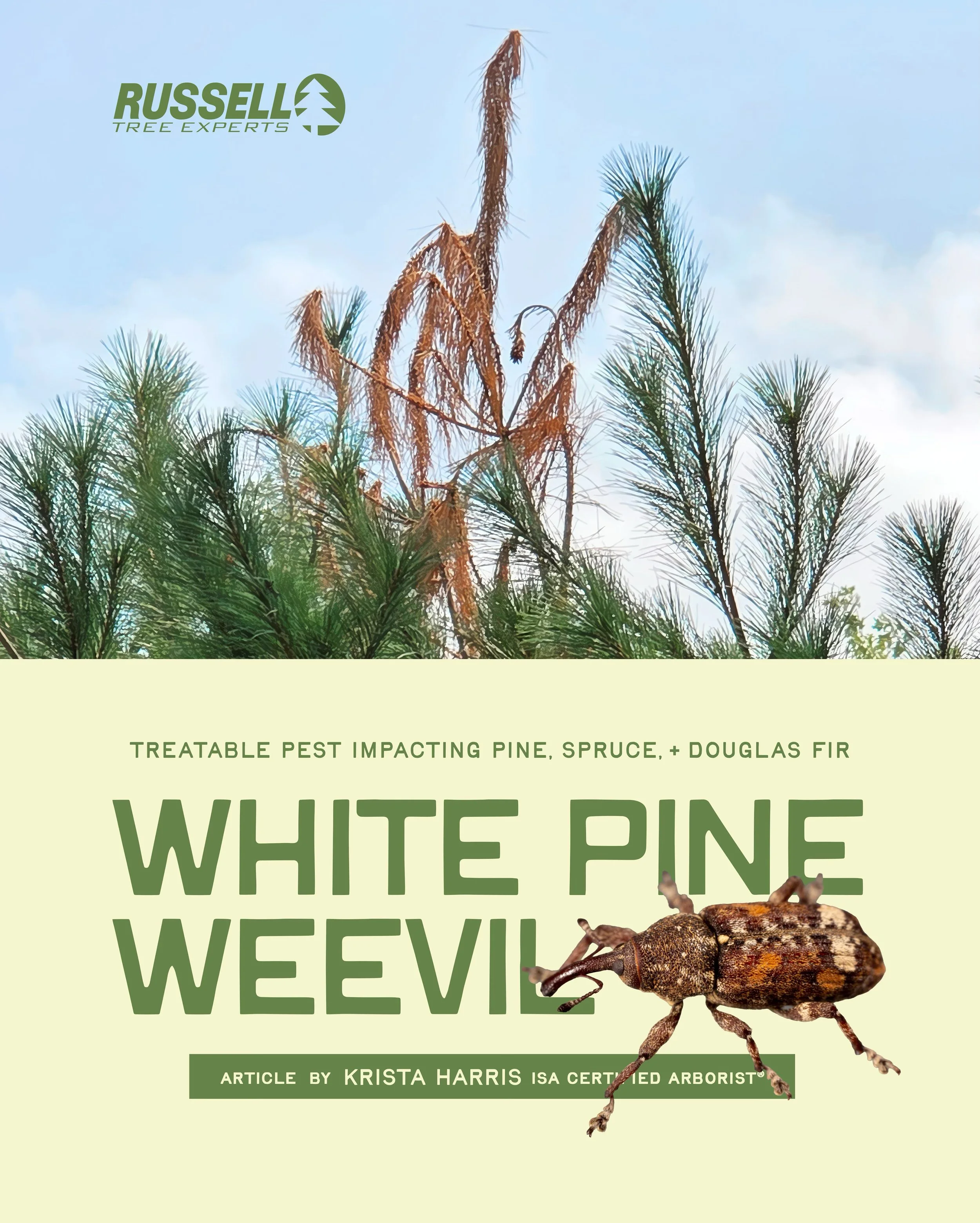 White Pine Weevil by Krista Harris.jpg