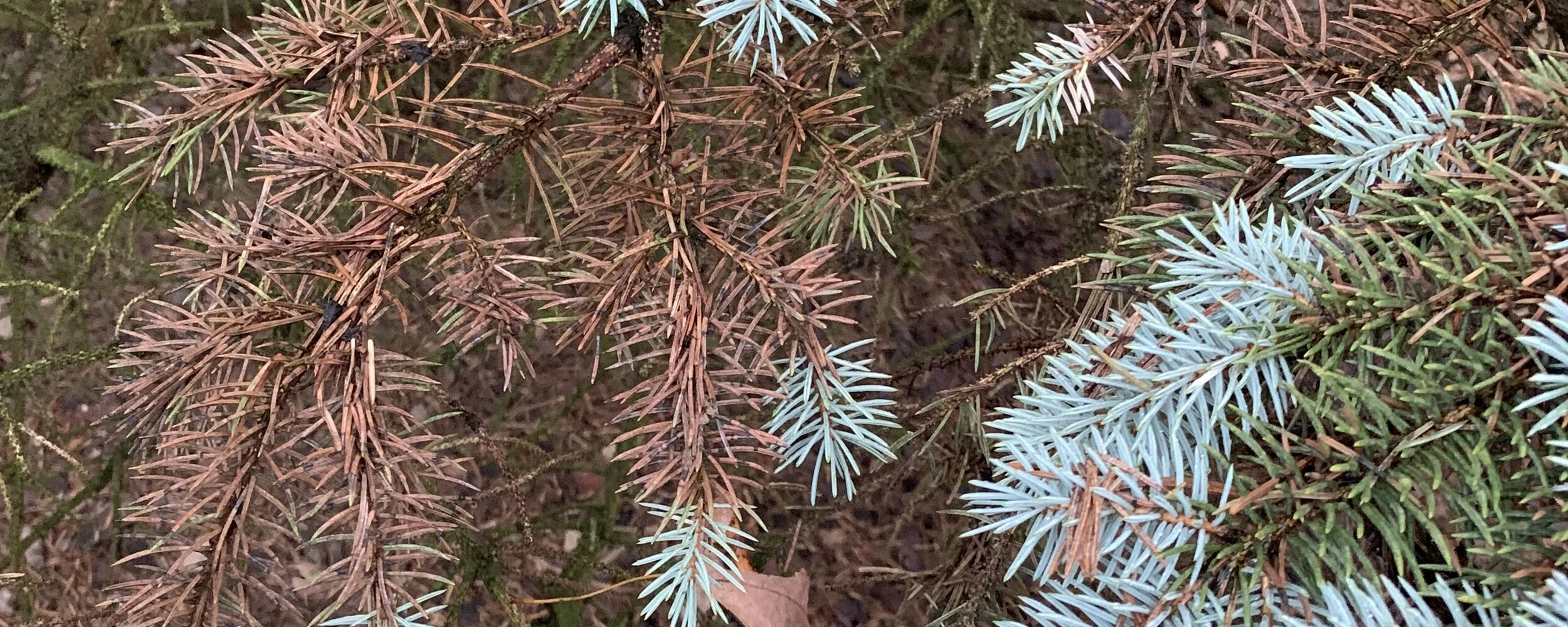 Rhizosphaera needle cast