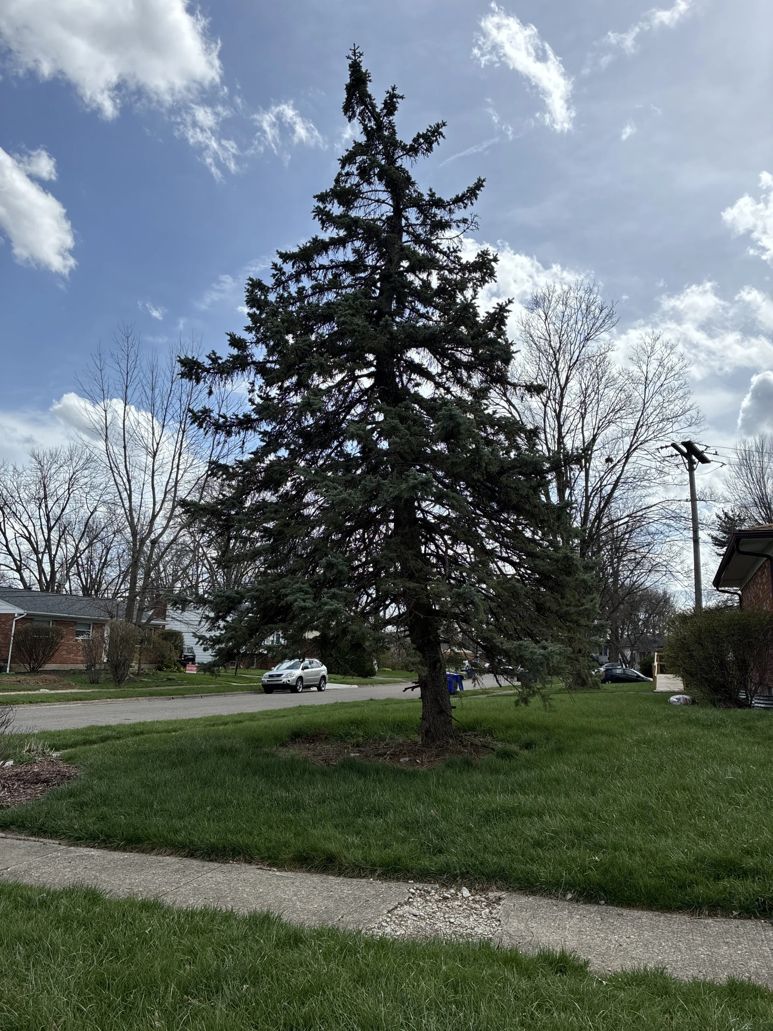 Colorado blue spruce (Picea pungens)