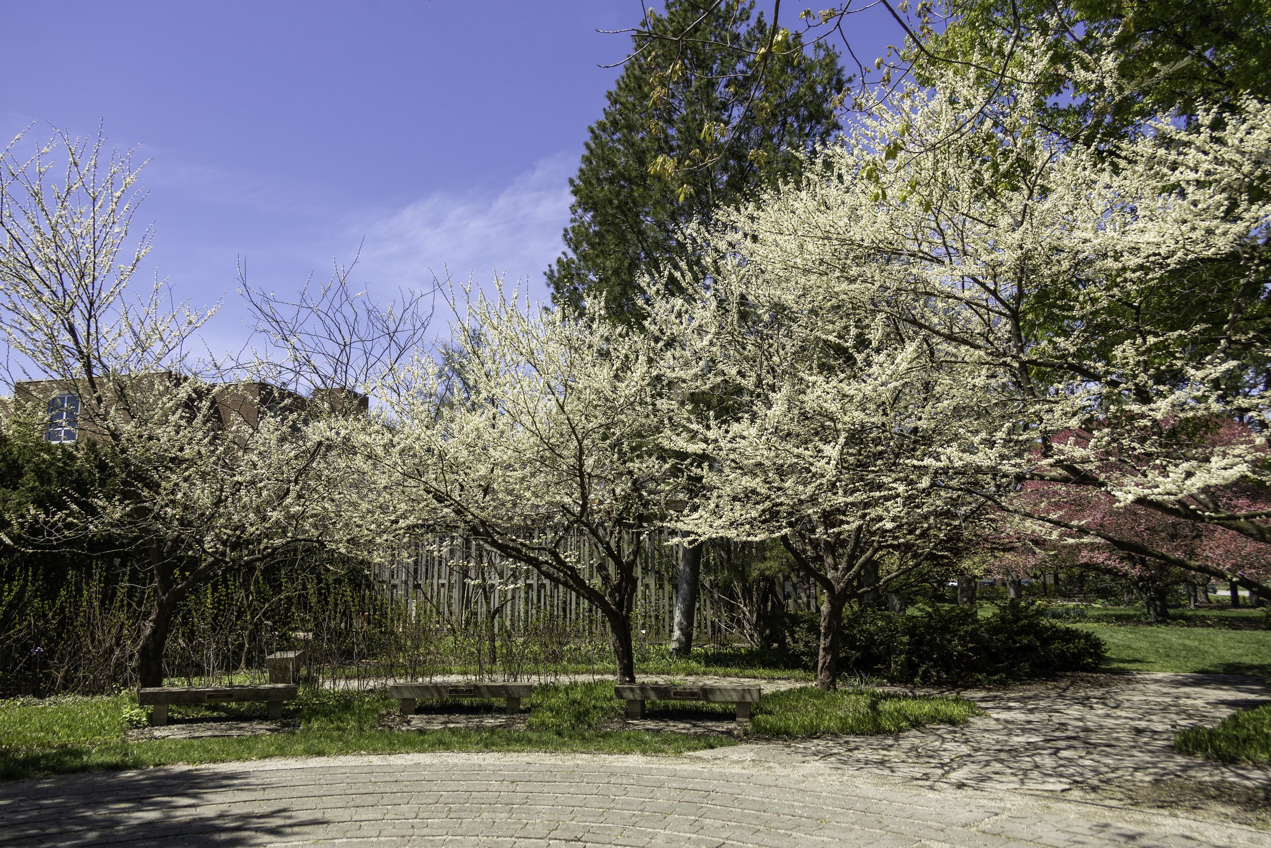 Eastern redbud (Cercis canadensis)