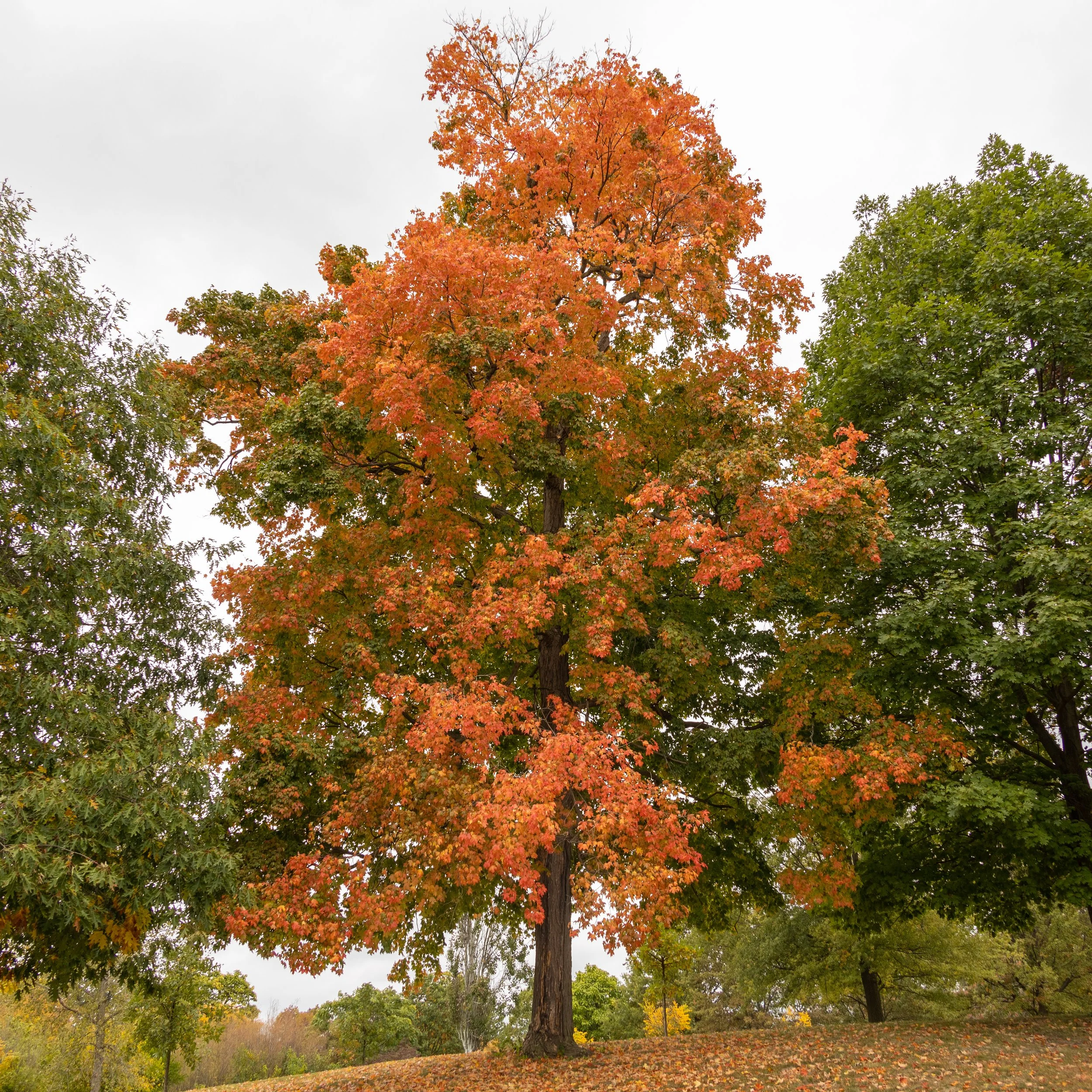 Sugar maple (Acer saccharum)