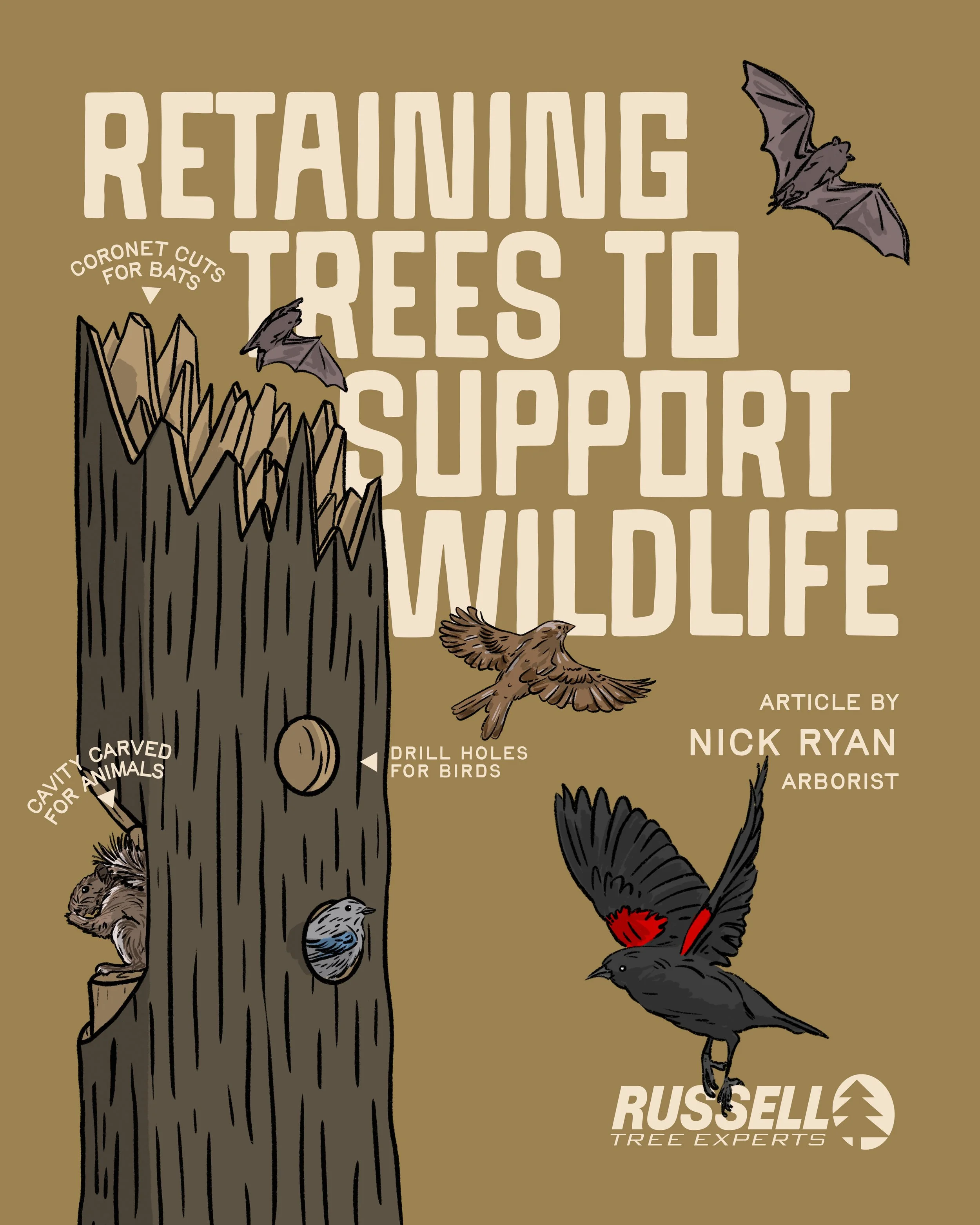 Retaining Trees to Support Wildlife