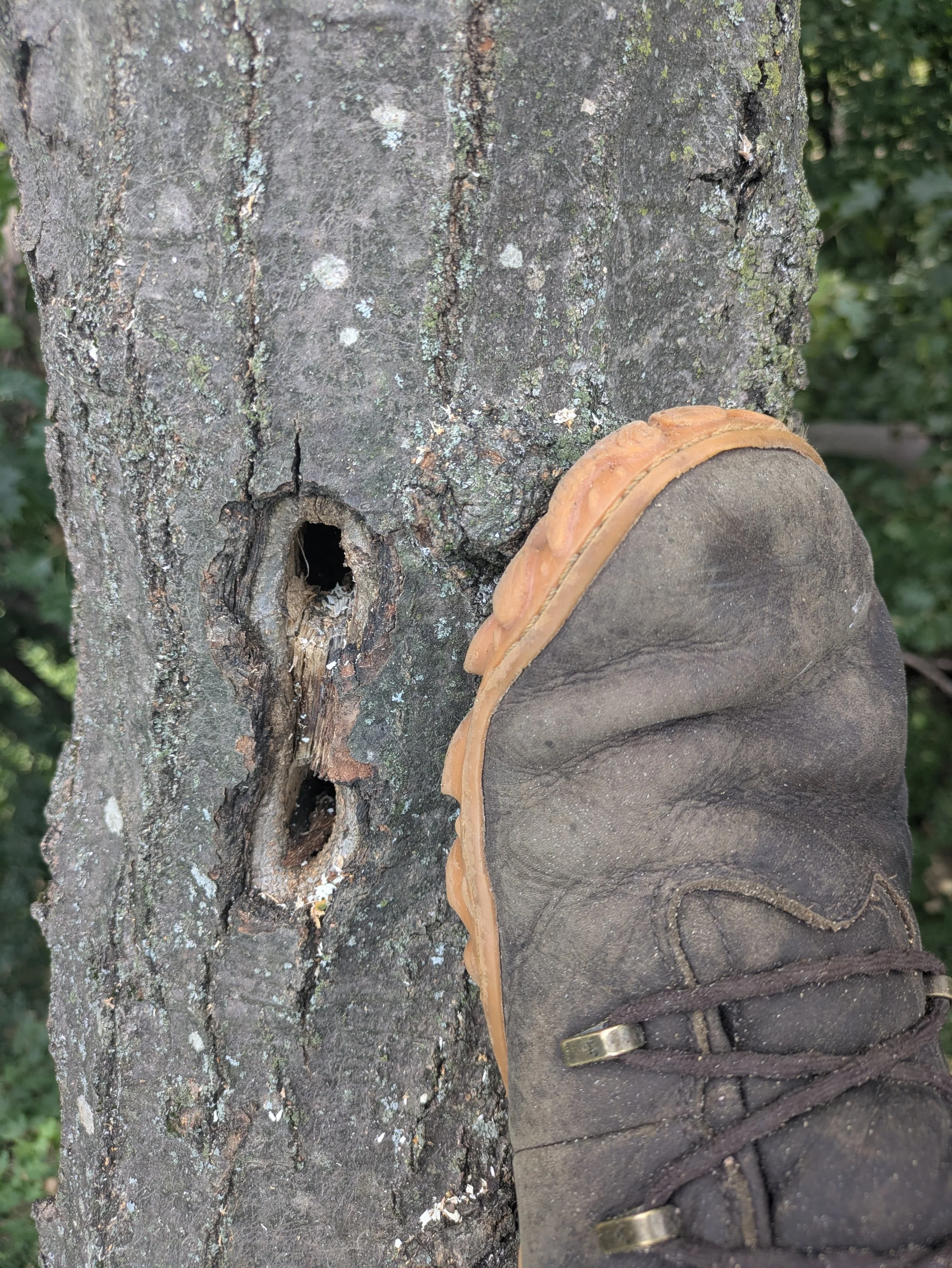 Small woodpecker damage