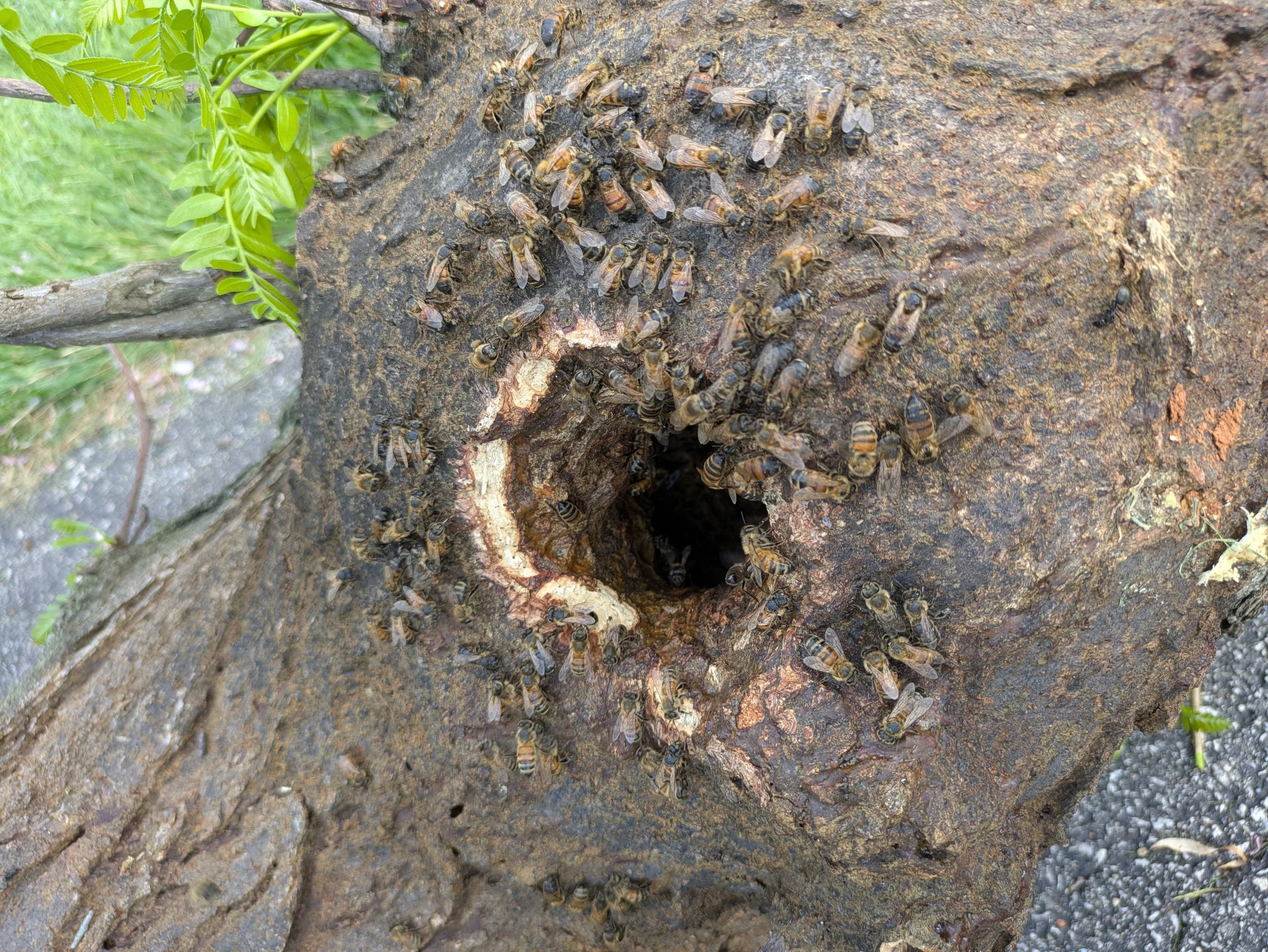 Honey bee swarm in tree cavity