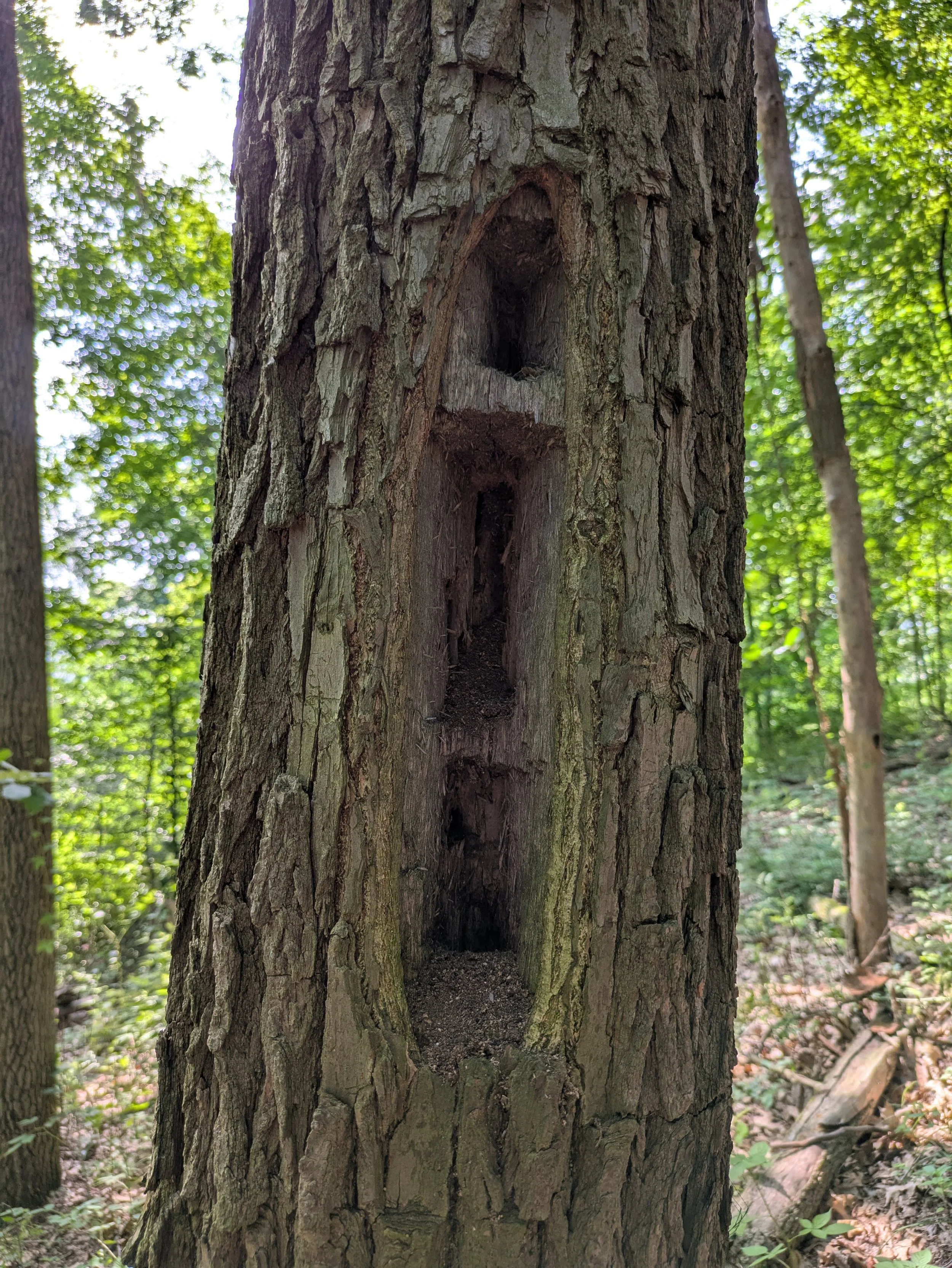 Pileated Woodpecker Cavity