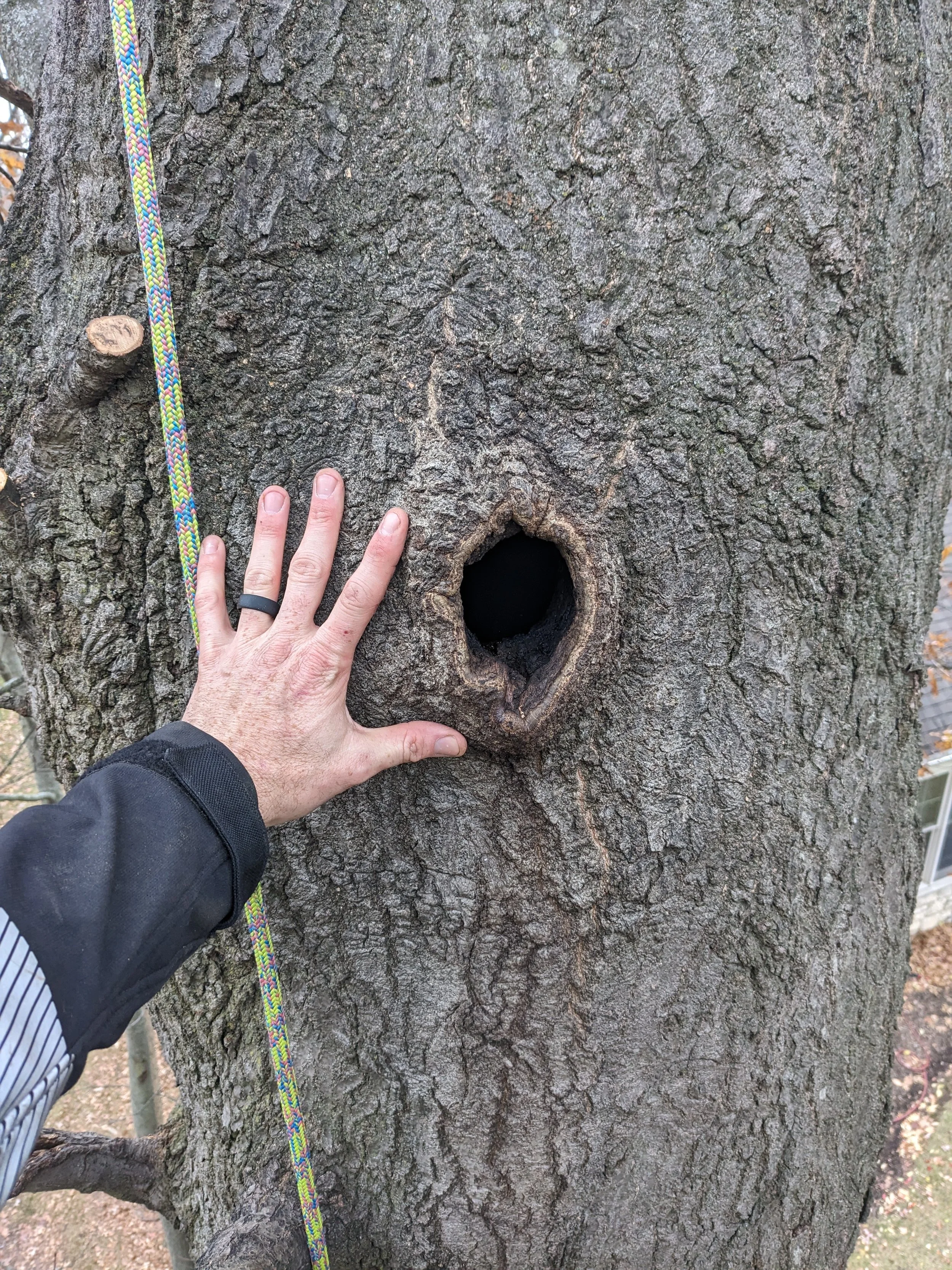 Classic squirrel hollow in trunk
