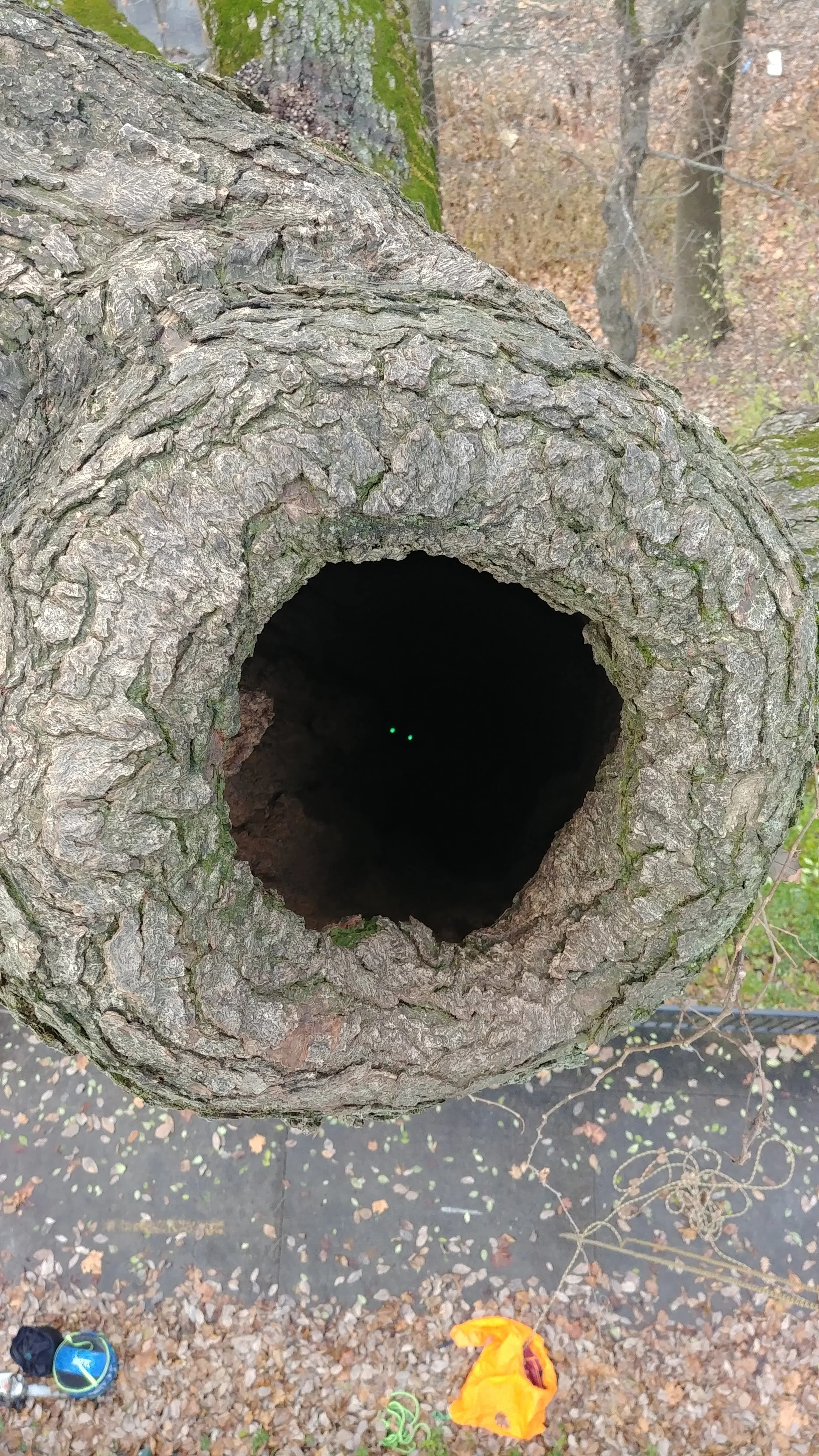 Oak with Raccoon inside (see eyes!)