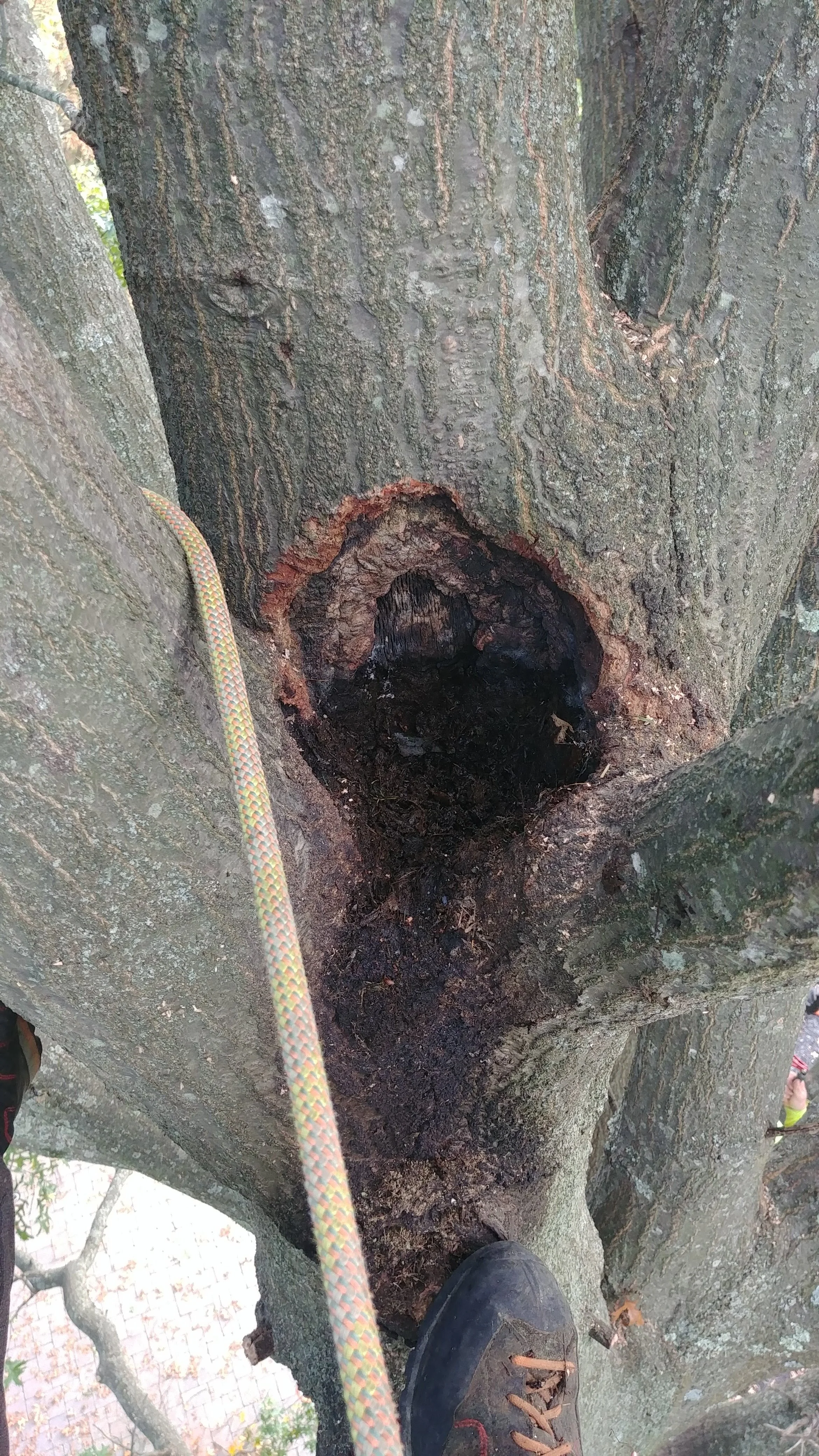 Damage left by the squirrel nest