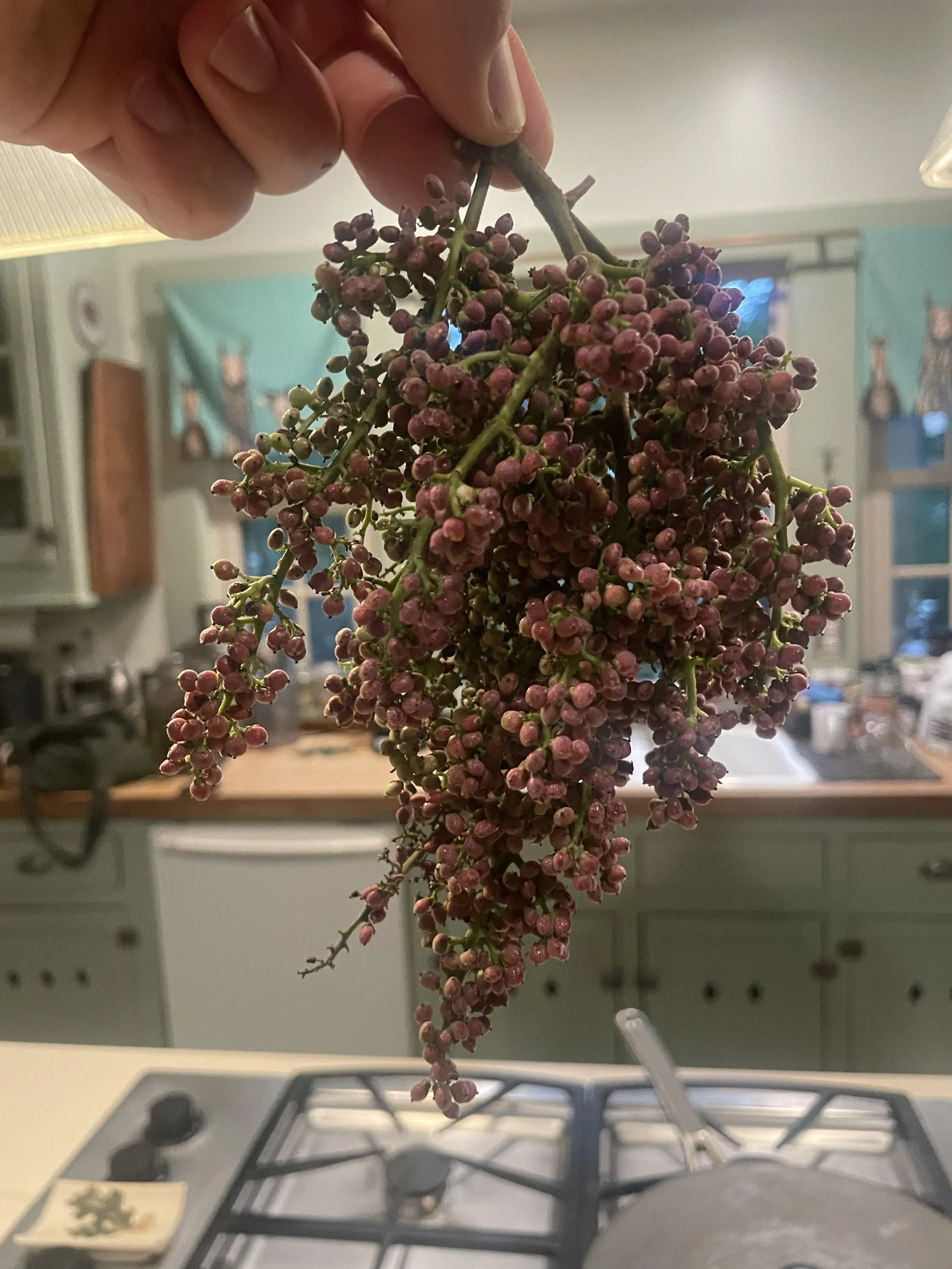 Fruit of Shiny Sumac 