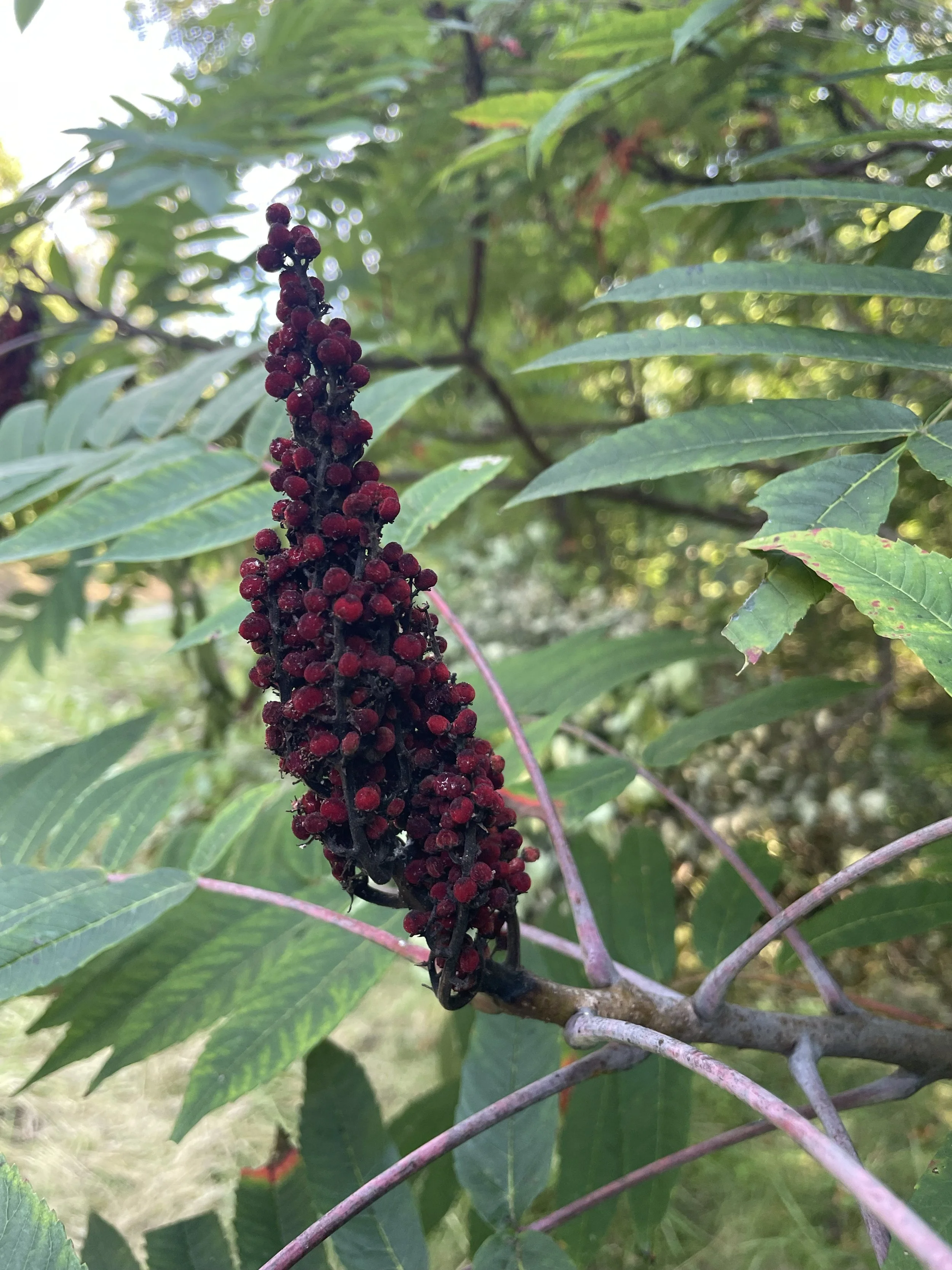 Smooth Sumac Fruit