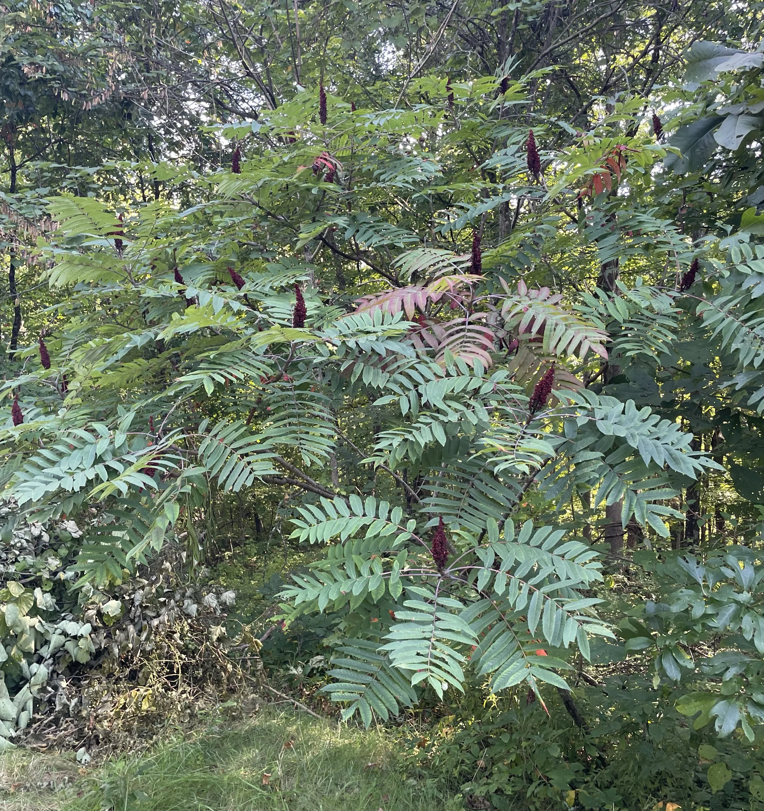 Smooth Sumac