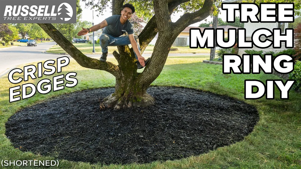 How to Mulch Properly: Expert Tips for a Thriving Garden