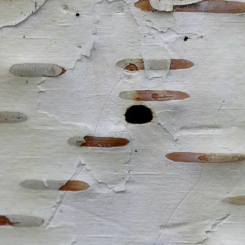  Bronze Birch Borer  
Common Hosts: White Birch varieties