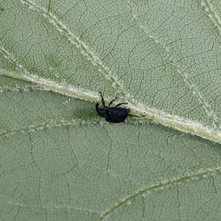  Yellow Poplar Weevil  
Common Hosts: Tulip Tree, Magnolia