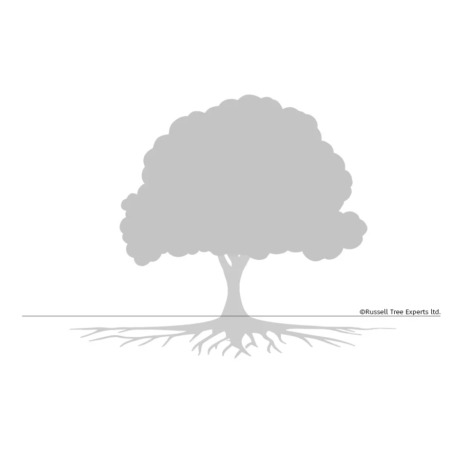  STEP 4 
Reduced Nutrient Levels   

In urban soils macro and micronutrients can be depleted for several reasons, limiting metabolic processes. Fertilization helps maintain nutrient availability to trees by supplying needed elements that have been us
