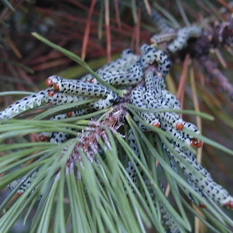  Pine Sawfly  
Common Hosts: Mugo Pine