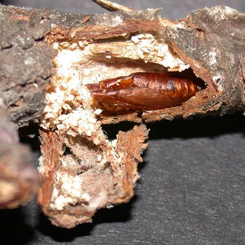  Zimmerman Pine Moth  
Common Hosts: White Pine, Scotch Pine