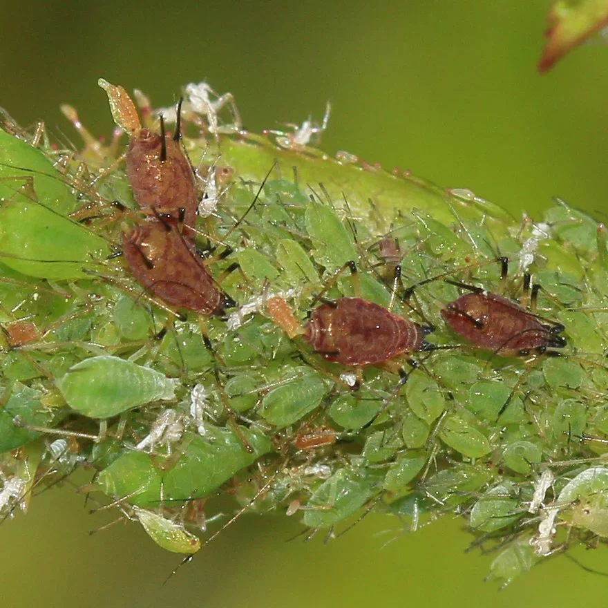  Aphids  

Common Hosts: River Birch, Spirea, Hawthorn