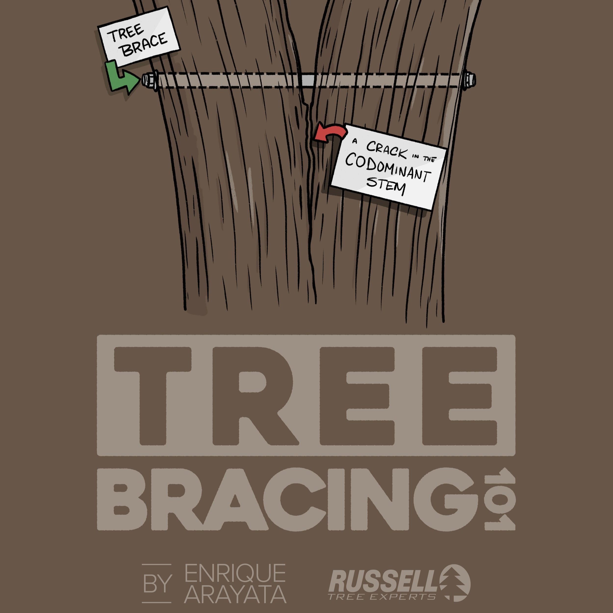 Tree Tips — Russell Tree Experts — Arbor Ed™