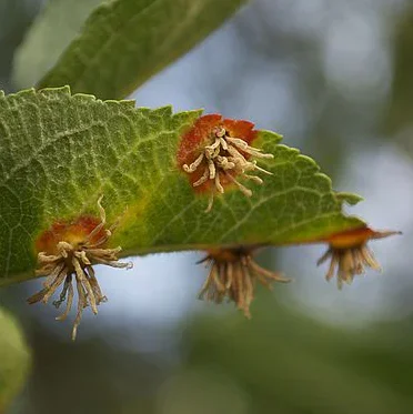  Cedar-Apple Rust  
Common Hosts: Juniper, Crabapple, Apple