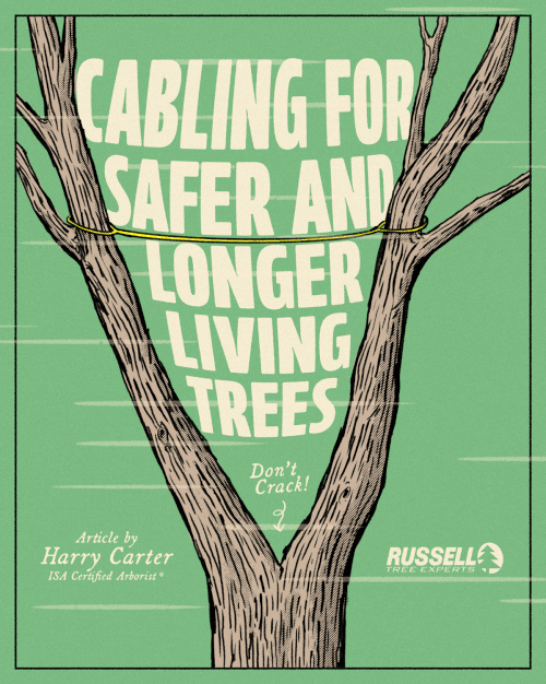 Russell Tree Russell Tree Experts — Cabling for Safer and Longer Living Trees