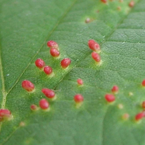  Maple Bladder Gall Mite  
Common Hosts: Maple