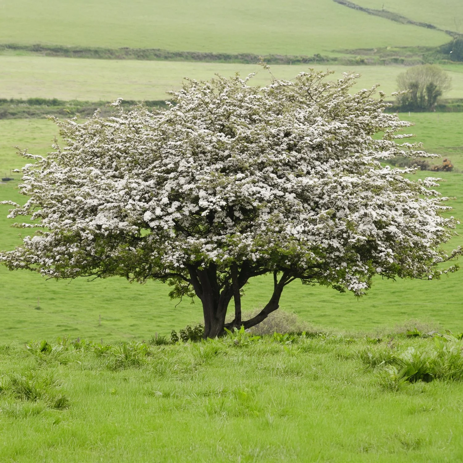 Russell Tree Russell Tree Experts — 10 Trees to Add Spring Color to Your Landscape!