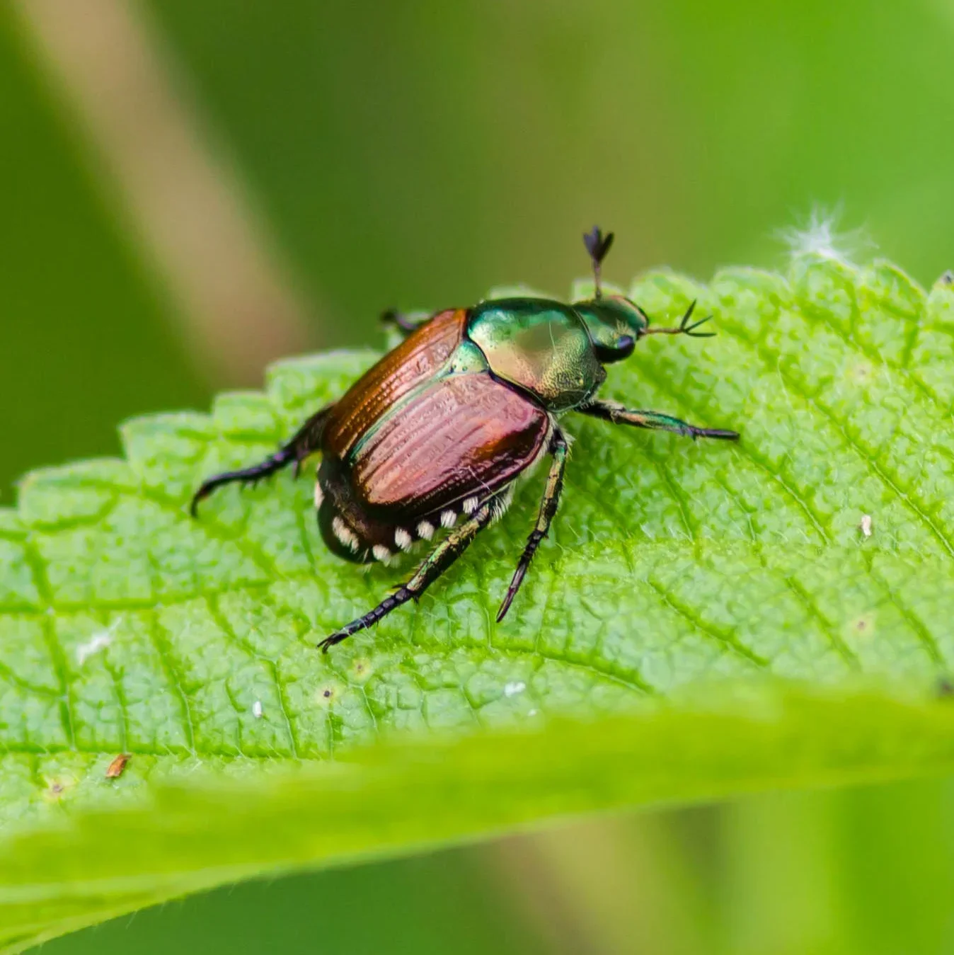  Japanese Beetle  
Common Hosts: Oakleaf Hydrangea, Cherry, Crabapple, Sandcherry, many others