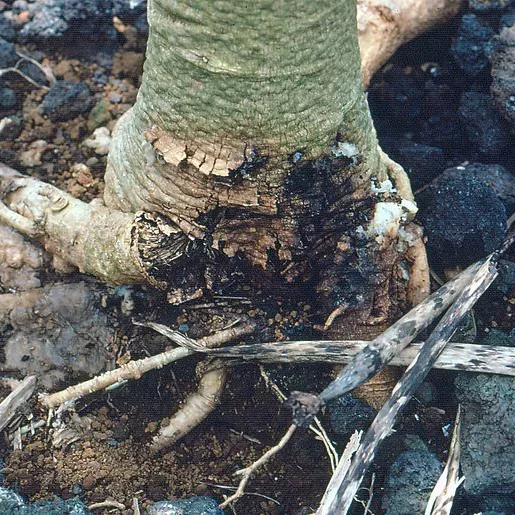  Phytophthora Root Rot  
Common Hosts: Various – mainly plants in poorly drained areas