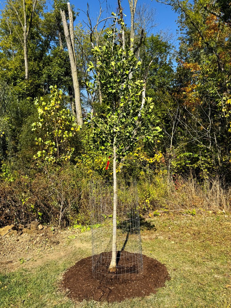 Russell Tree Experts — How to Plant a BalledandBurlapped Tree!