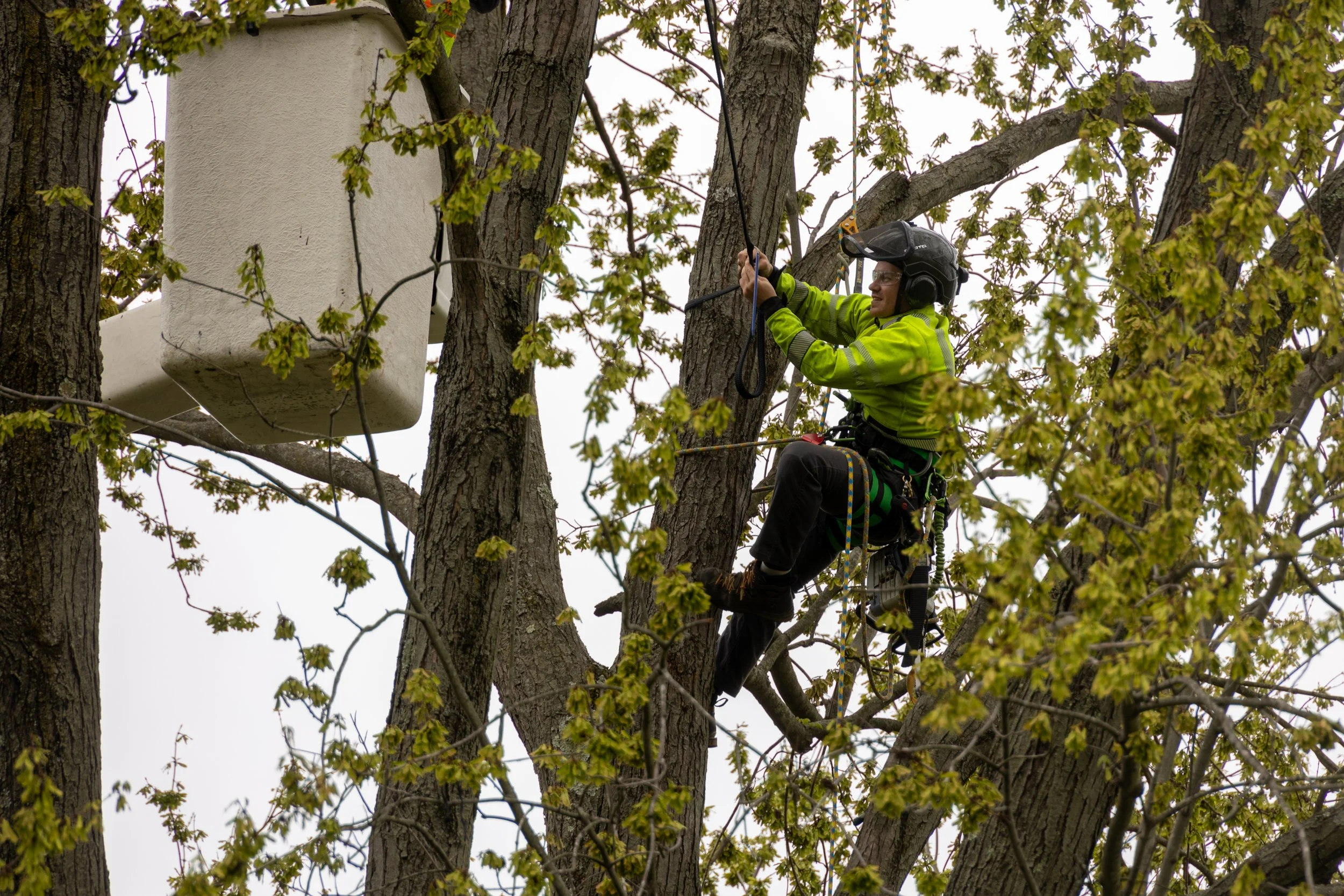 210416_RTE_DSLR_HarlemTreePruning-5.jpg