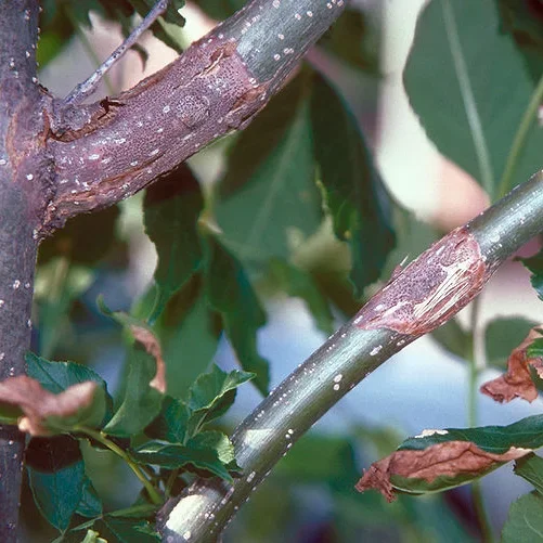  Botryosphaeria Stem Canker   
Common Hosts: Redbud