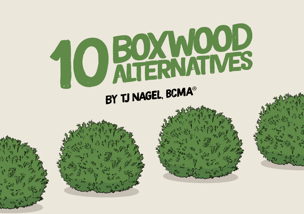 Russell Tree Experts — 10 Boxwood Alternatives
