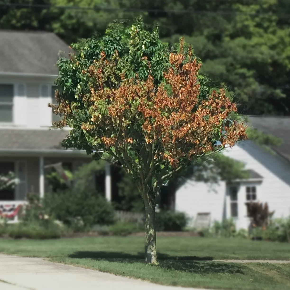  Verticillium Wilt  
Common Hosts: Maple, Smoke Tree, many others